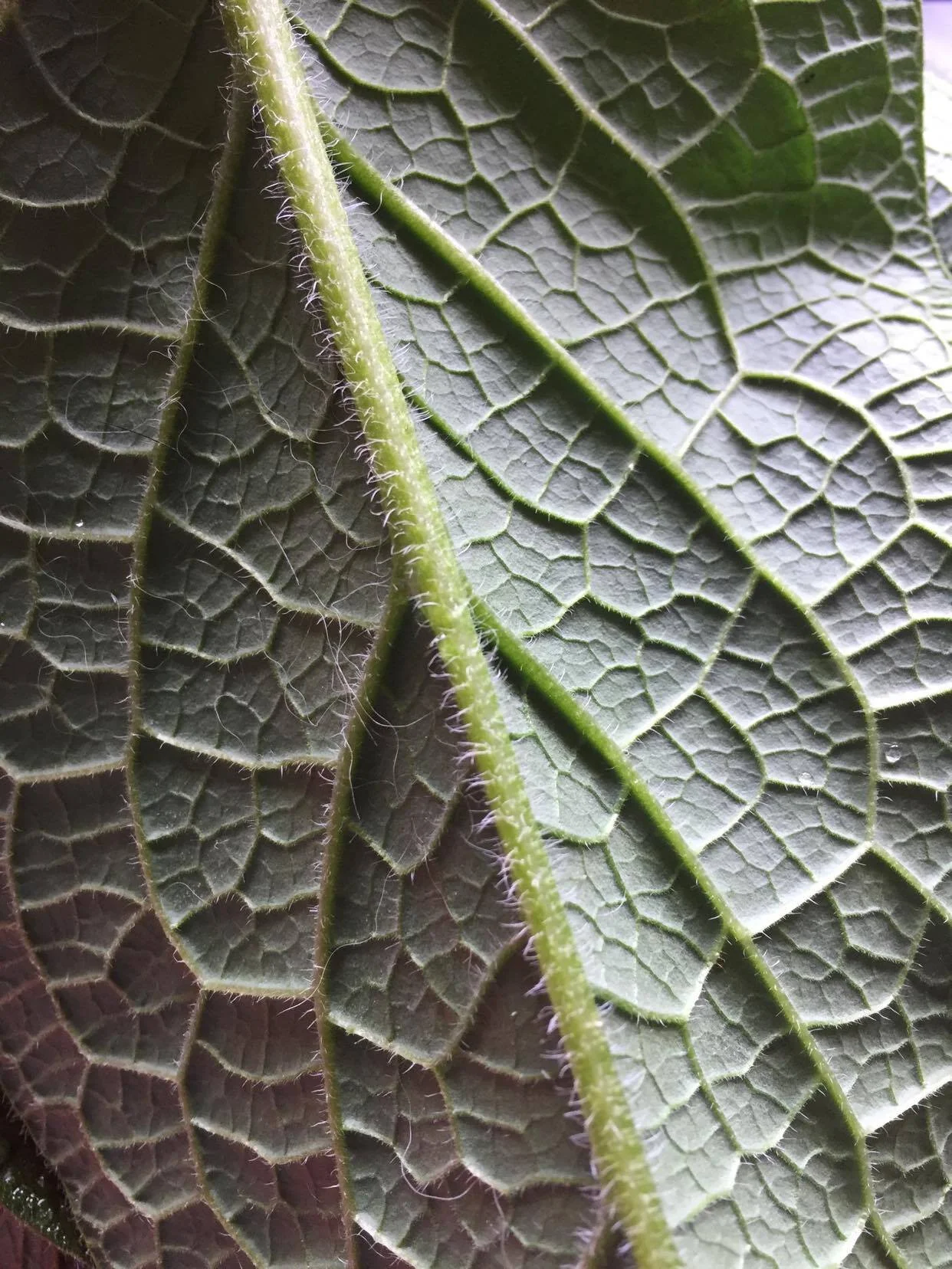comfrey.jpg