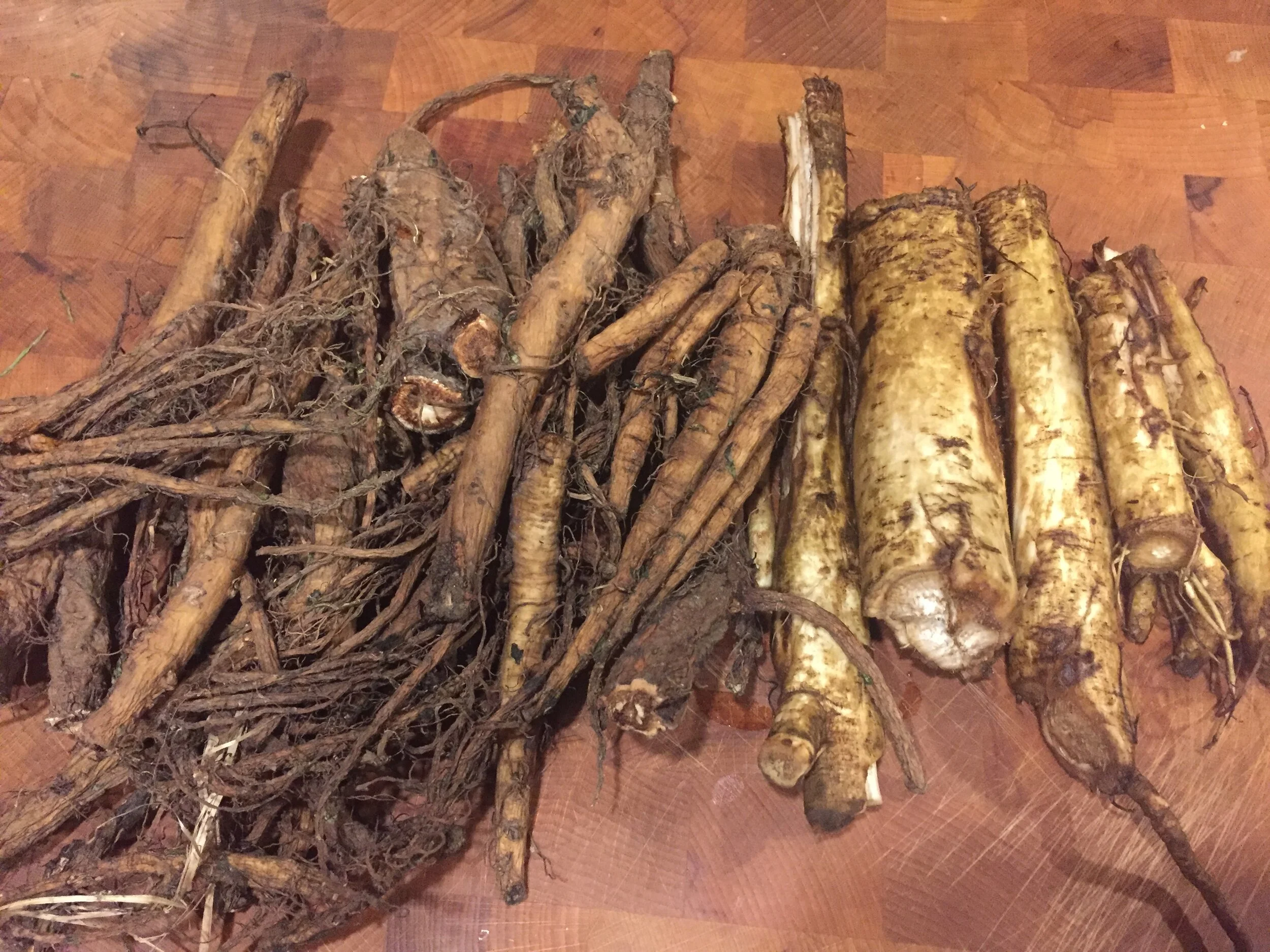 burdock and dandelion roots.JPG