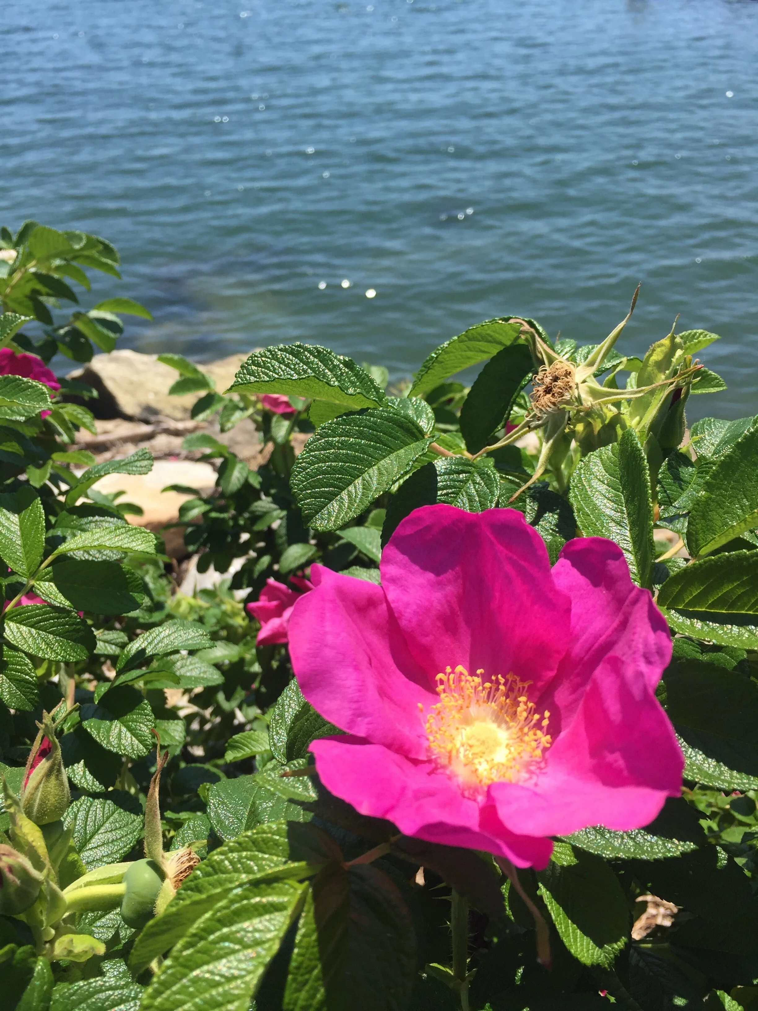 rose and ocean.JPG