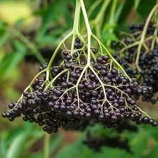 elderberry .jpeg