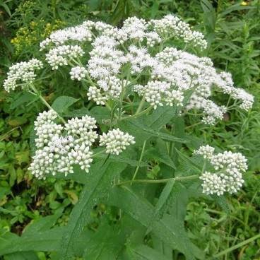boneset photo.jpeg