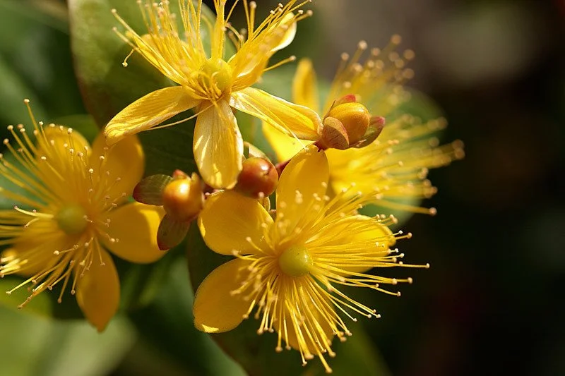 MID-SUMMER HERBAL WORKSHOP - A Deep Dive Into the Incredible Healing Properties of St. John’s Wort *LEARN, HARVEST & MAKE!*