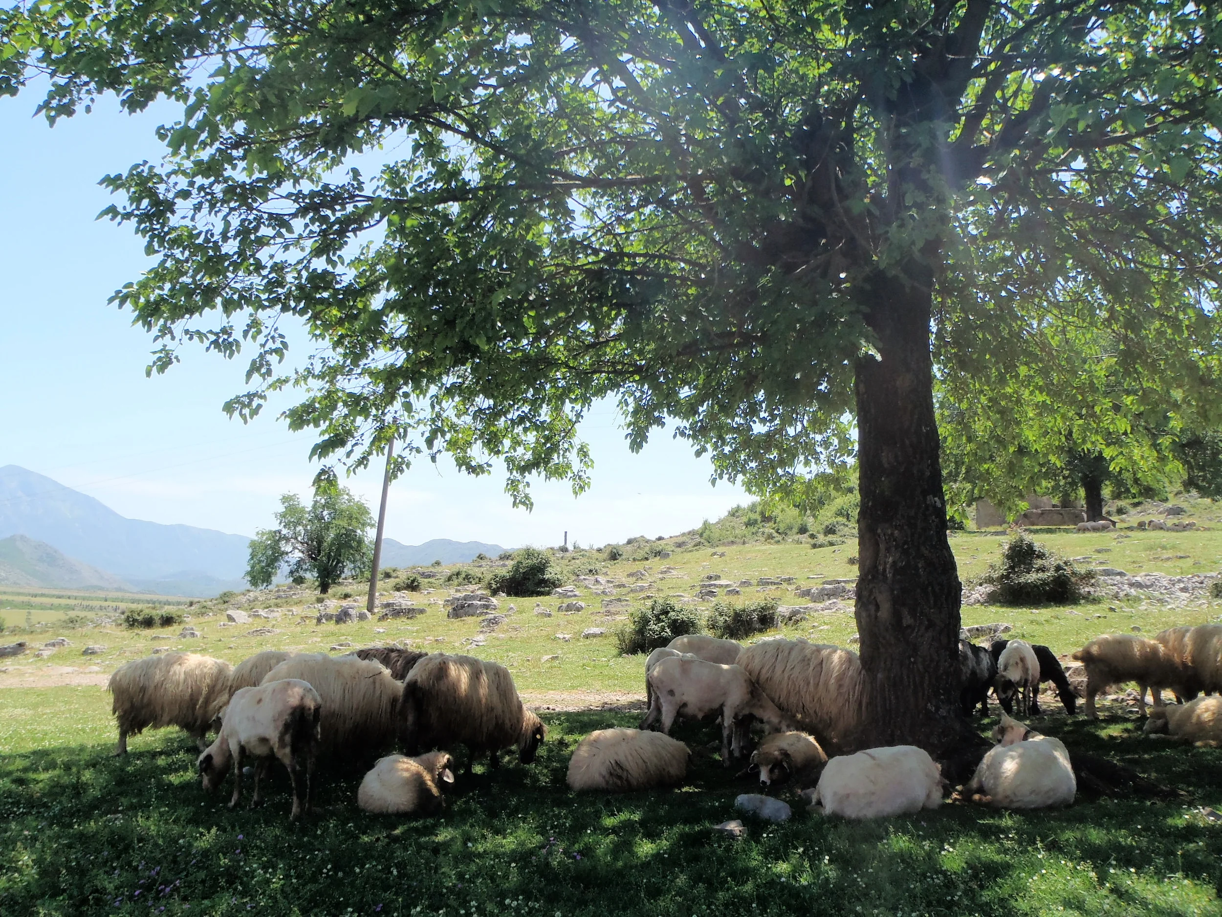 All part of a flock. Chillin' under a tree.