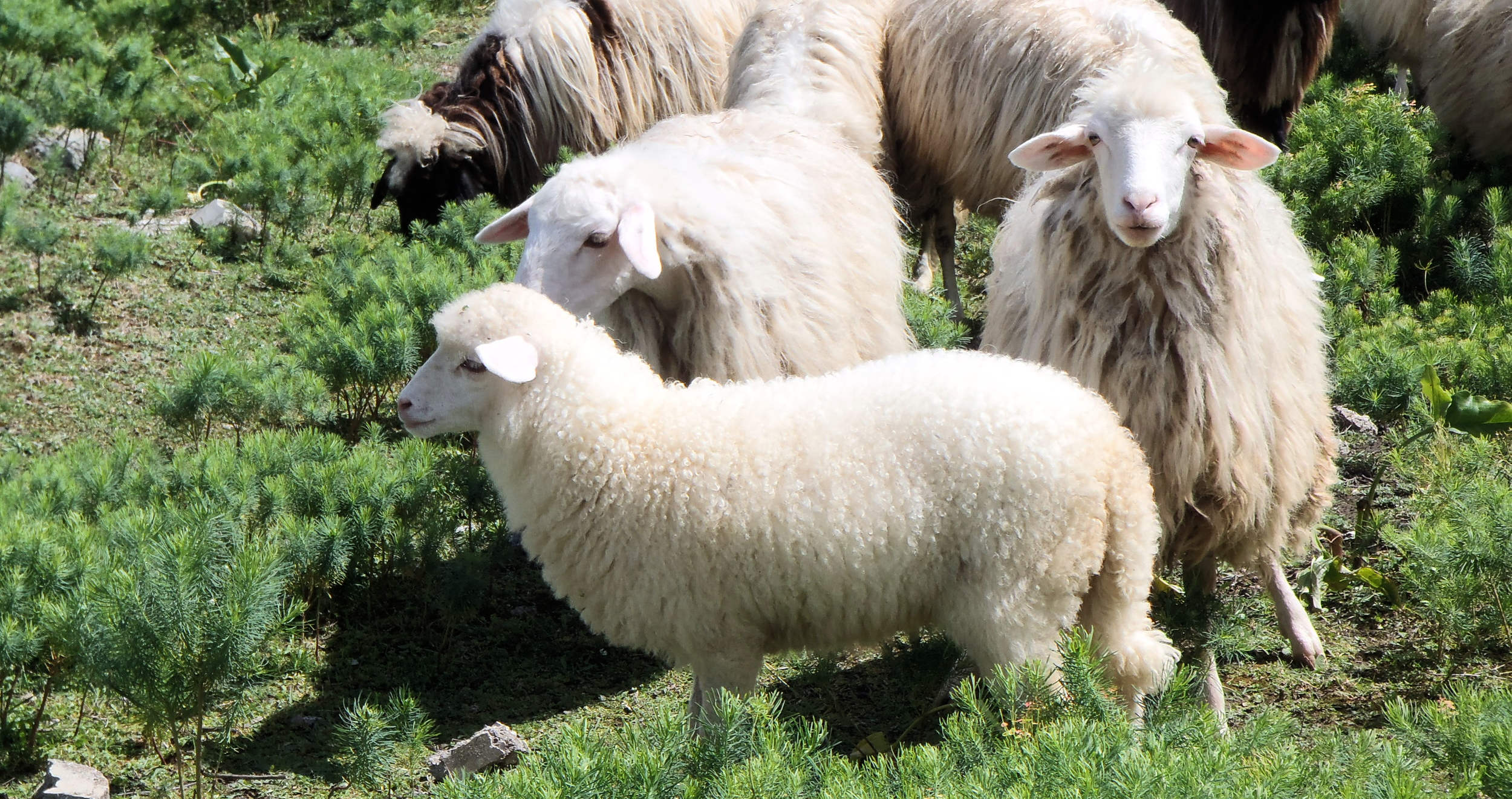 Sheep are cute ok.