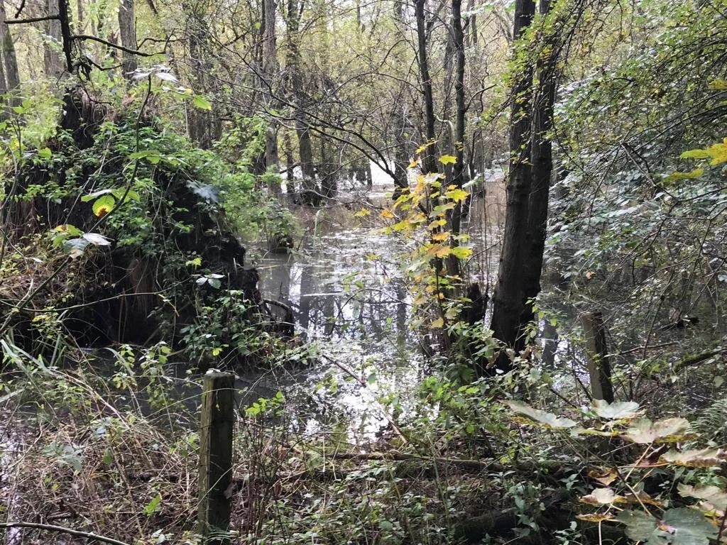 One of the swampy bits we passed