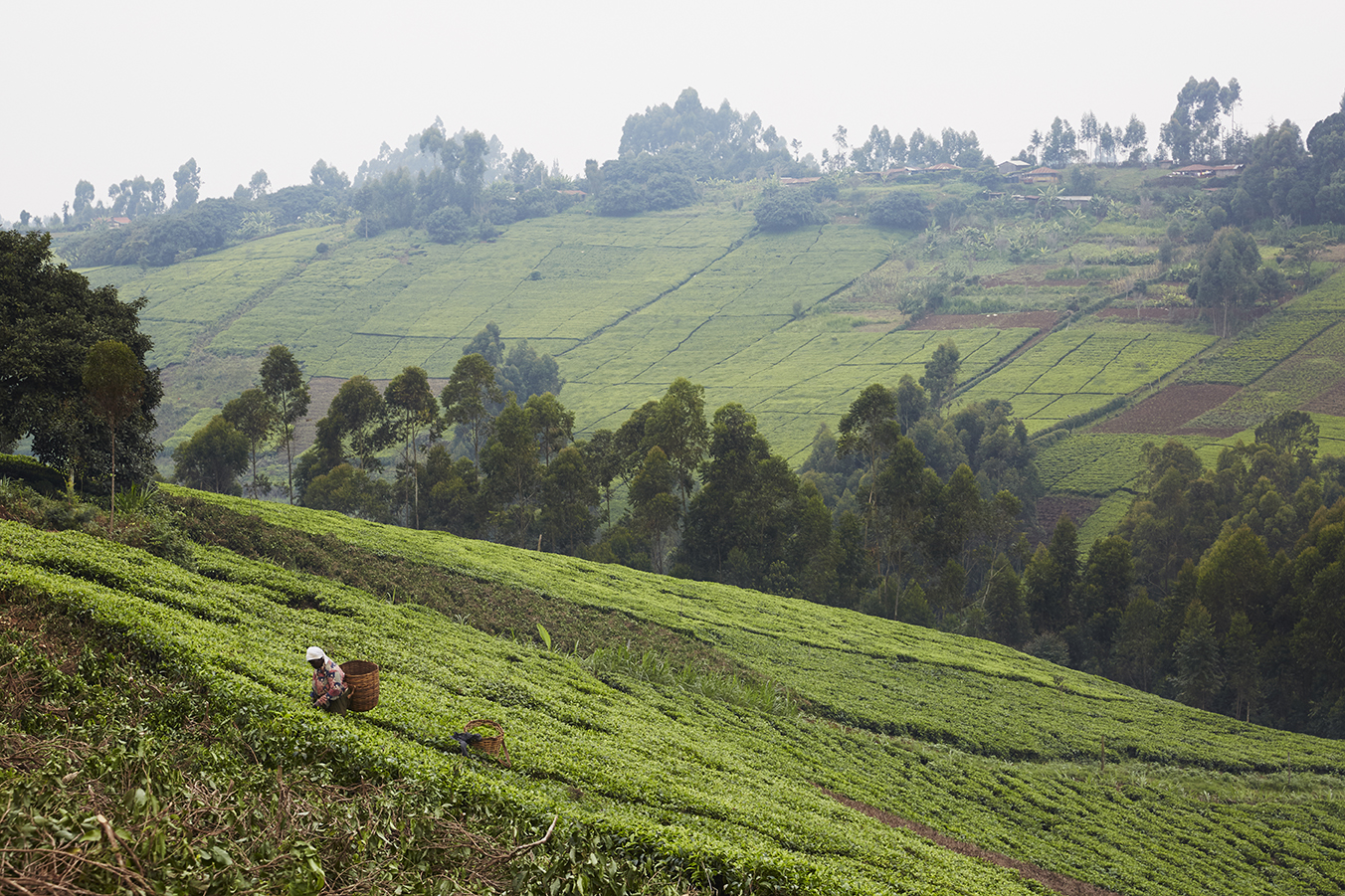 Mokomboki landscape. The area under tea is 1742 hectares with a total of 16,389,667 tea bushes . 