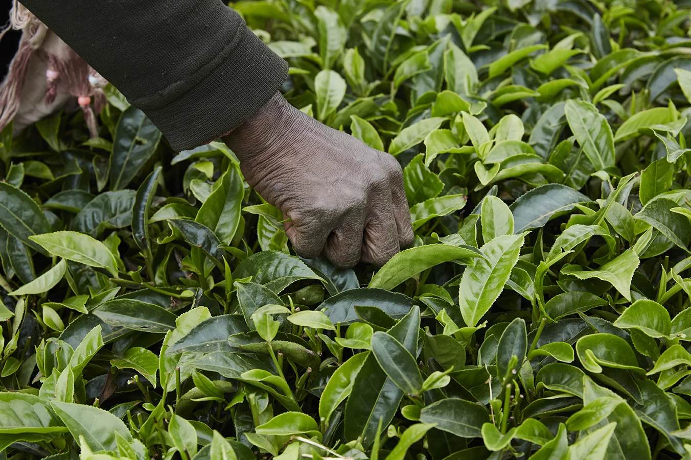 Young light green tea leaf is can be picked every 7 days. Farmers rotate the areas they pluck so they can pick tea everyday.