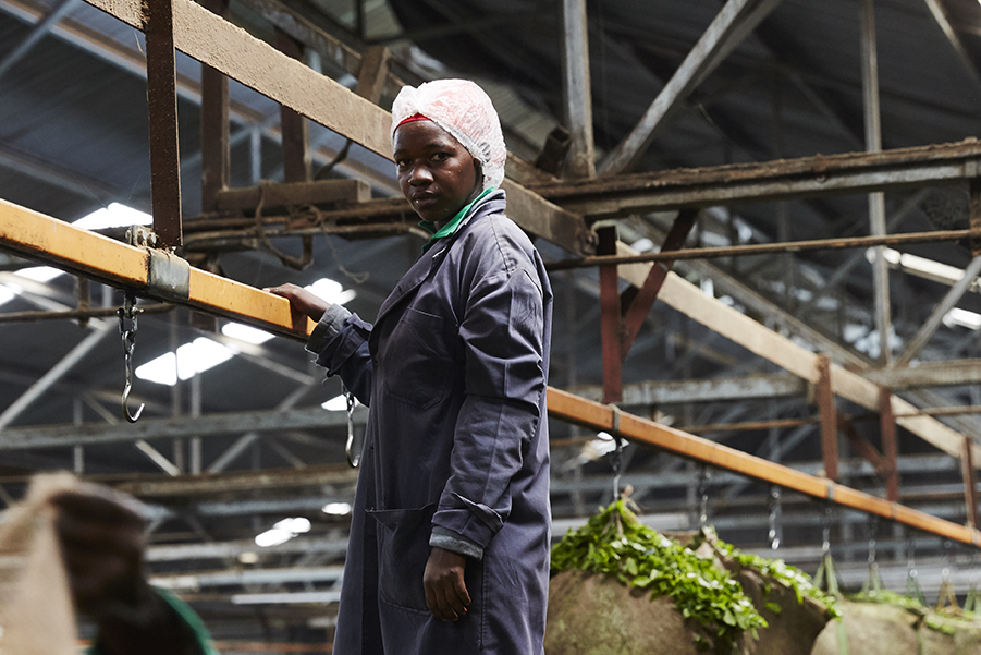 A factory workers monitors the large quantities of green leaf as it starts the withering process. 