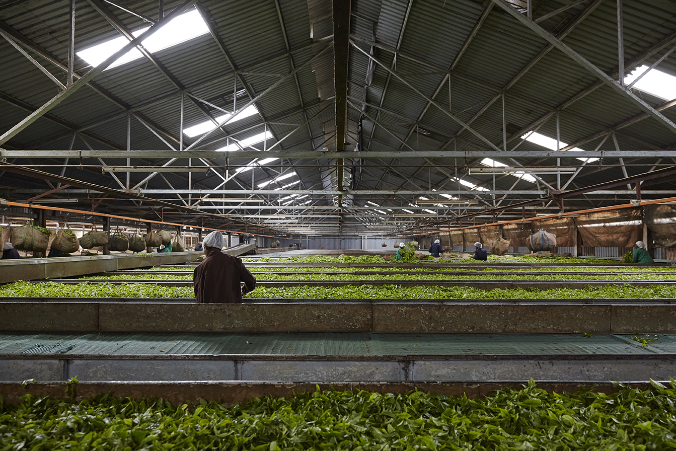 First the green leaf is withered in large troughs with hot air to reduce the moisture in the leaf.