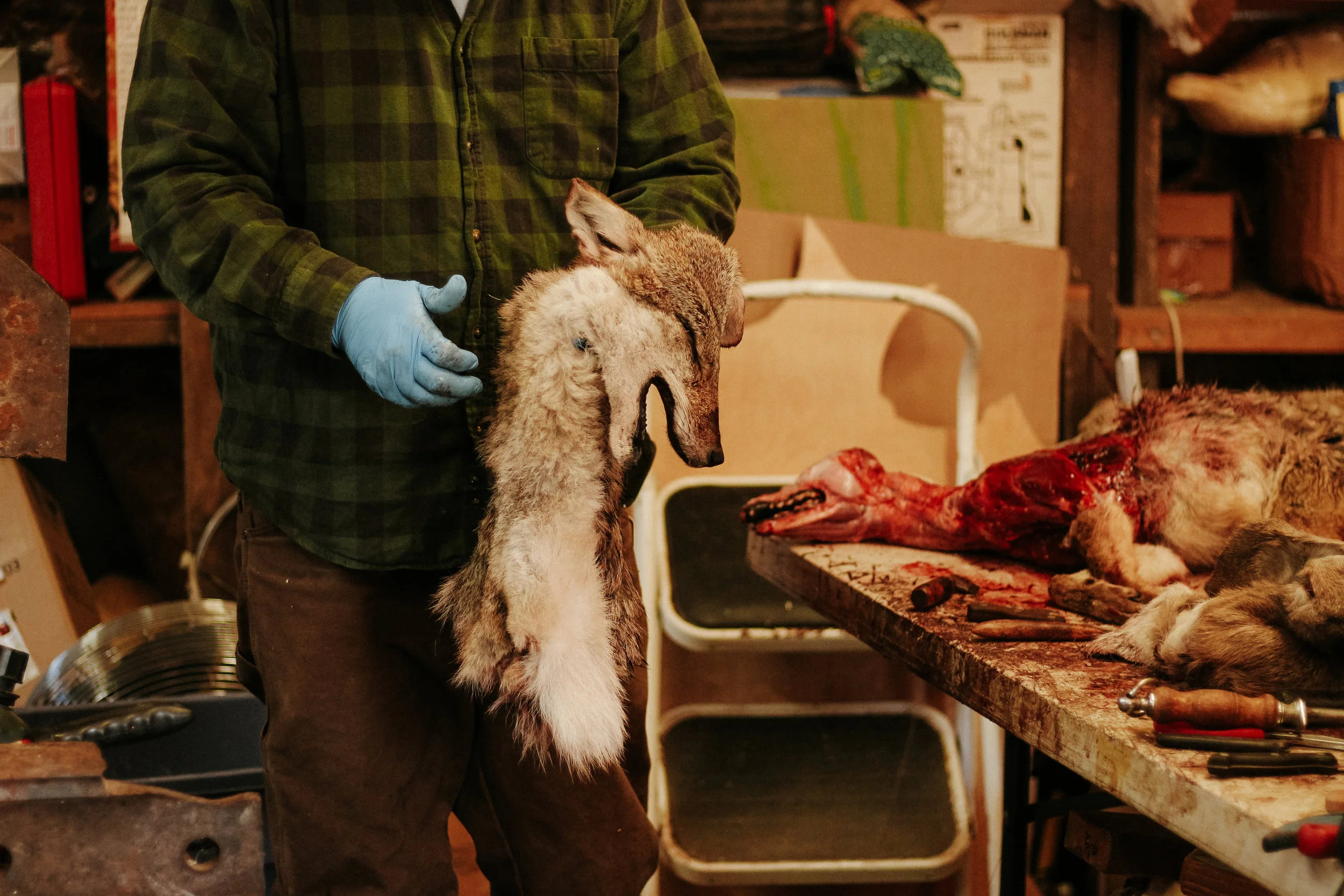 Sherman holds the skin he removed from the coyote. He took the hide only from the head and chest for a shoulder mount.