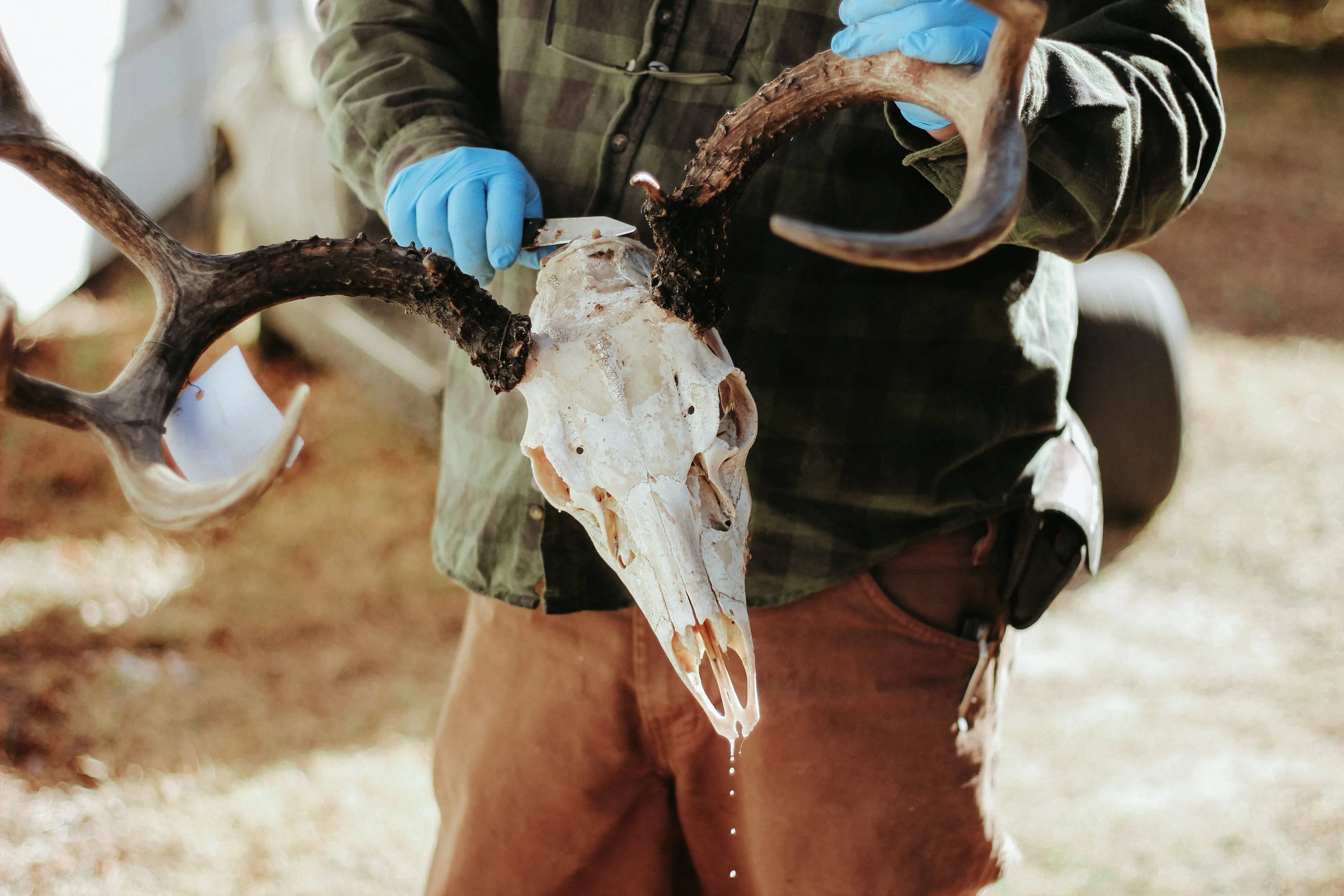 Sherman trims excess flesh from a skull that has been boiling.