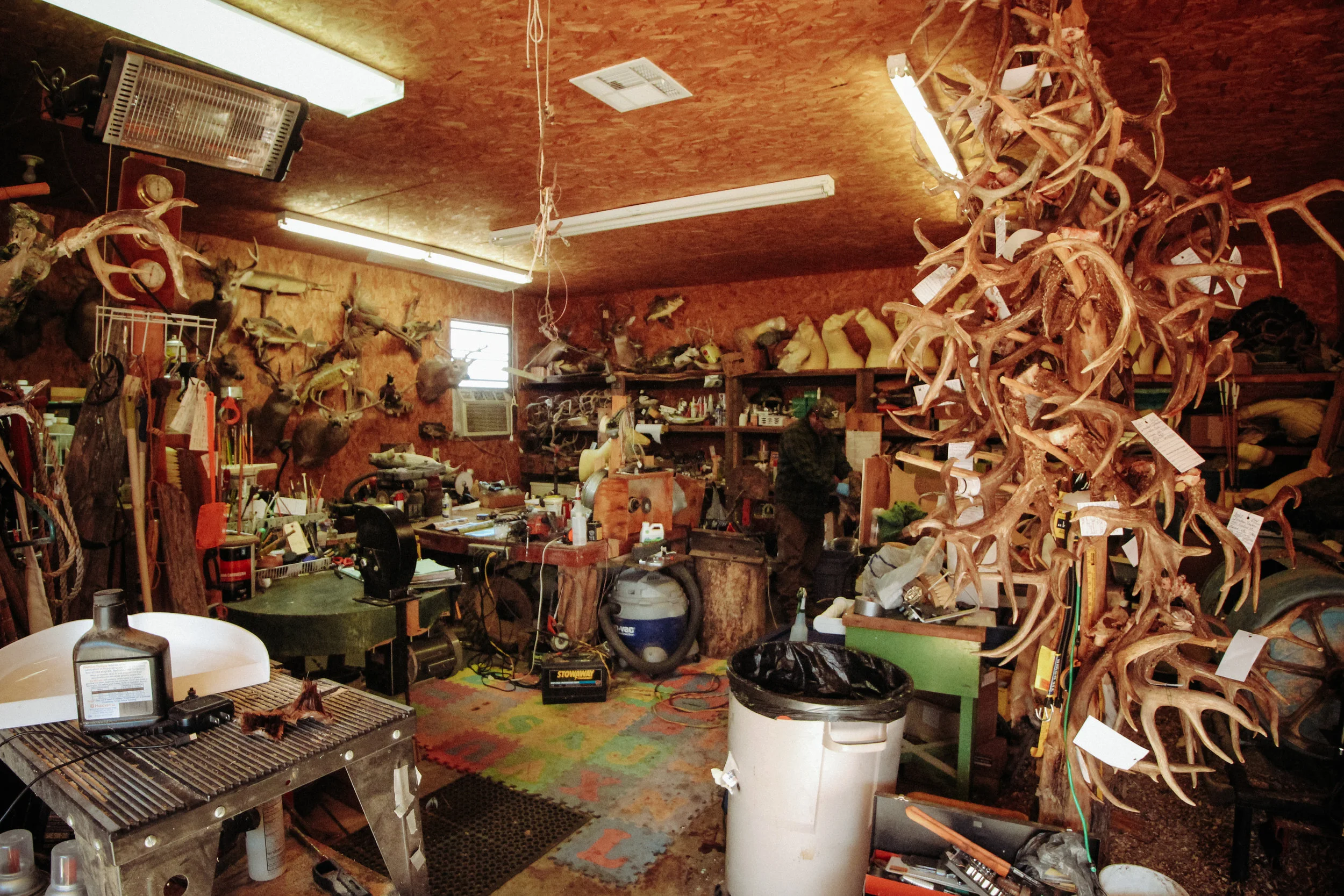 Sherman's taxidermy workshop. The column of antlers on the right is his collection of client projects for the winter.