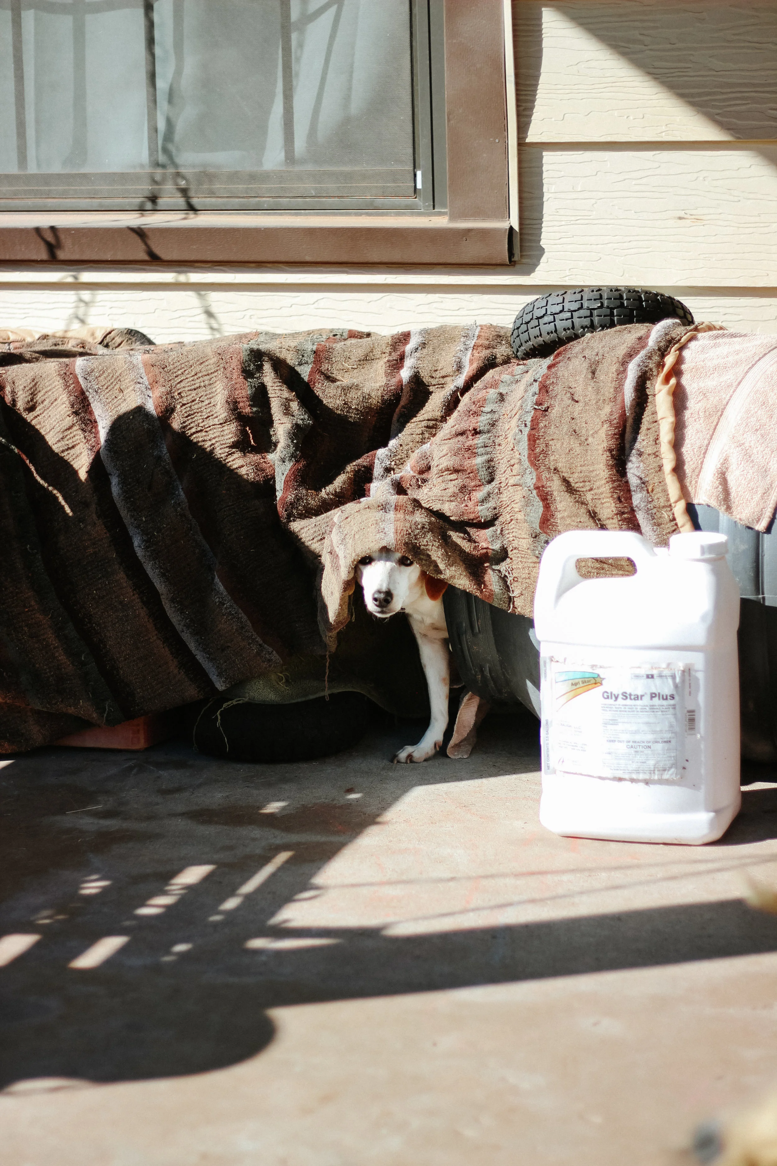 One of Sherman's dogs on the porch in front of his house.