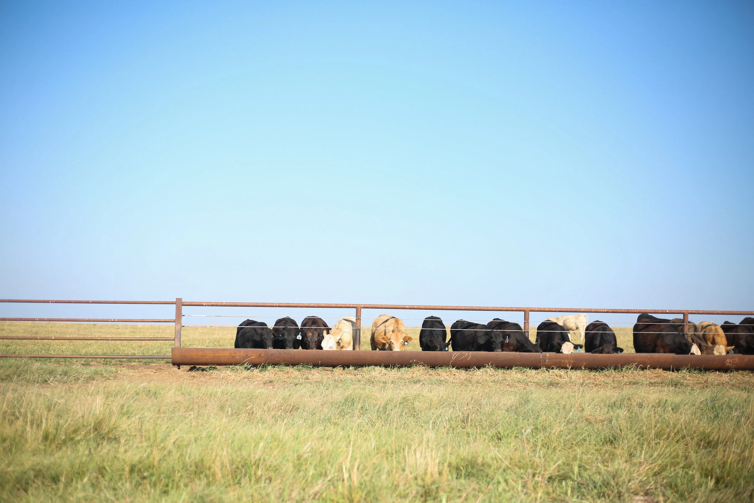 Cattle feed in a pasture at Stierwalt Ranch in Burbank, Oklahoma.