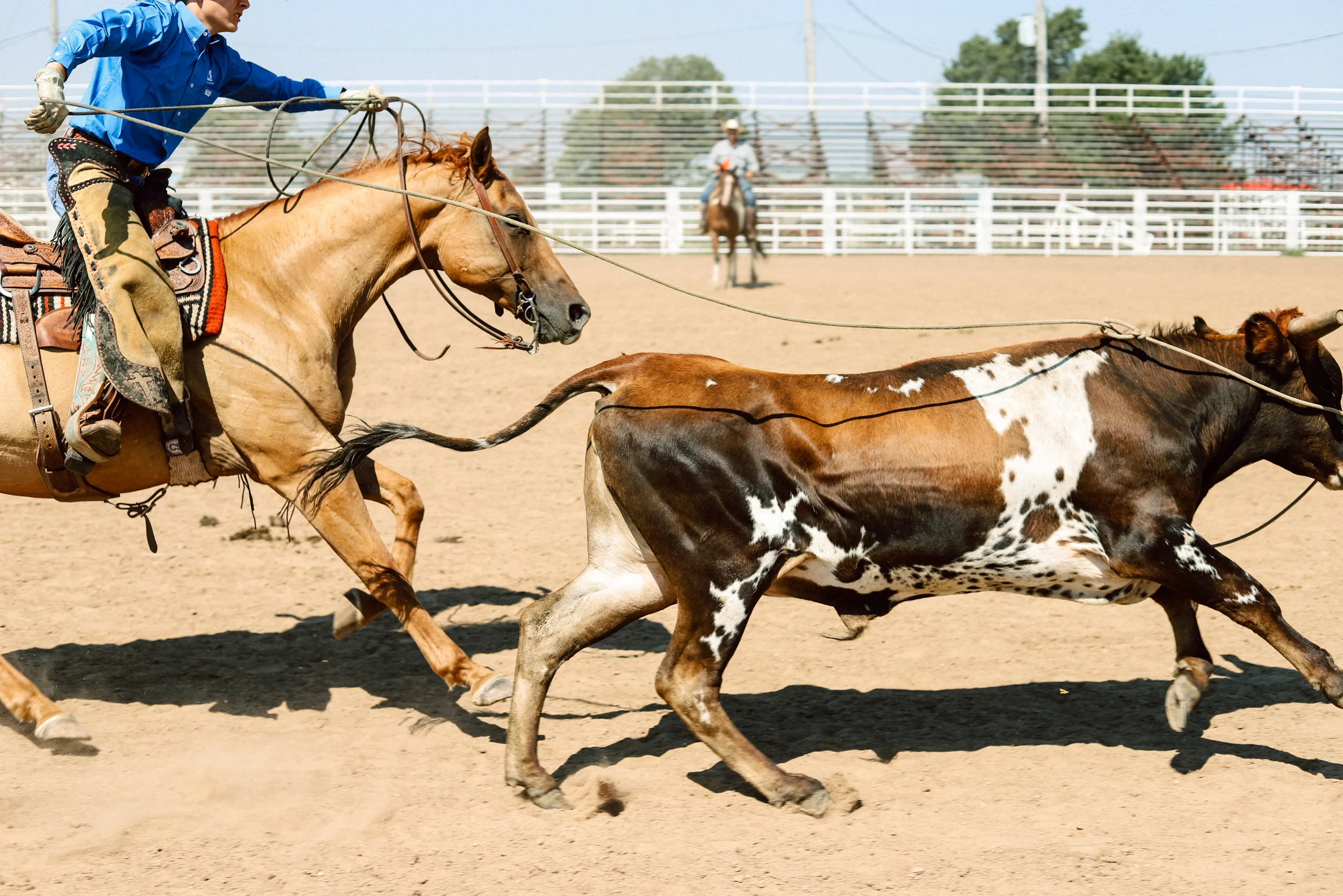 A rider competes in a cattle roping event during the youth ranch rodeo at the 101 Arena in Ponca City, Oklahoma on July 27, 2019.