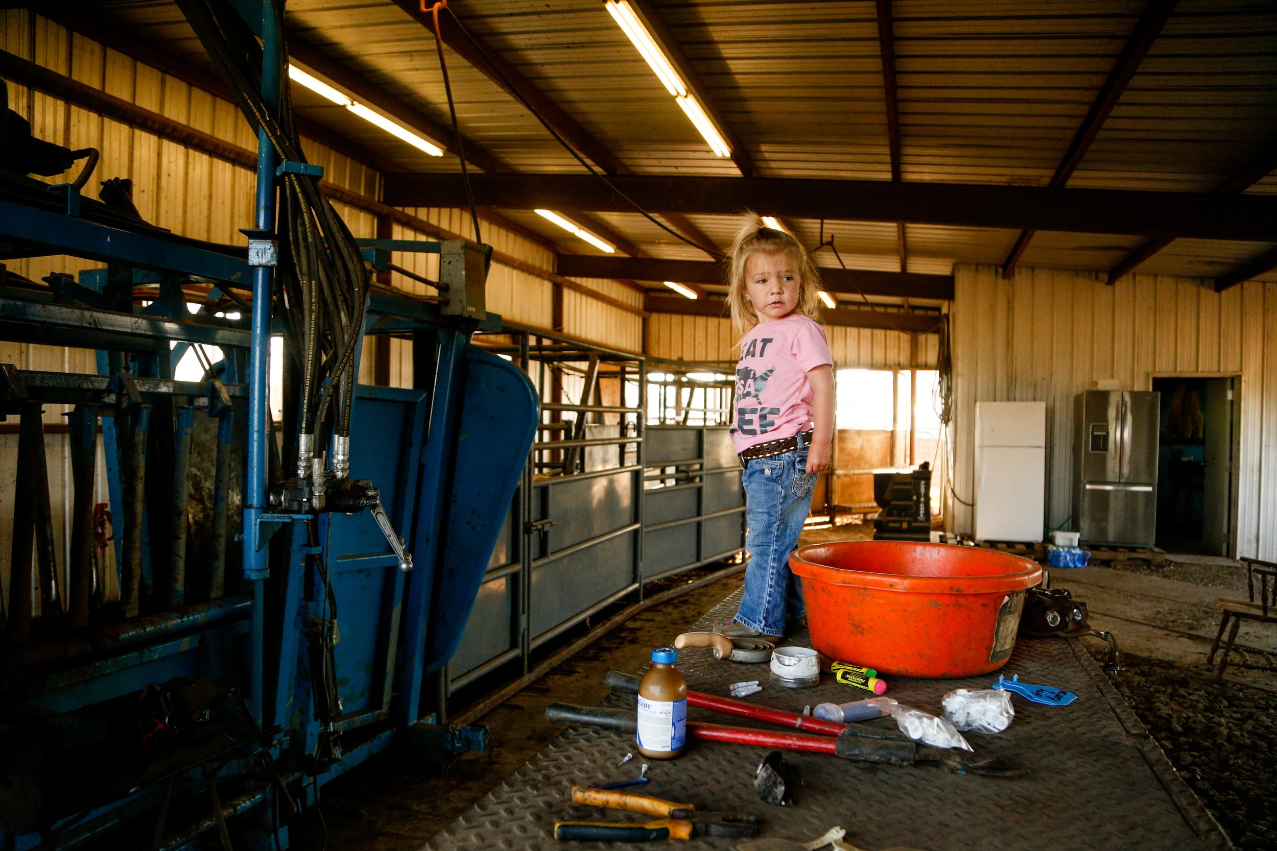2-year-old Sonora Stierwalt stands on a table where her father set her for a moment while processing a new shipment of cattle at Stierwalt Ranch in Burbank, Oklahoma.