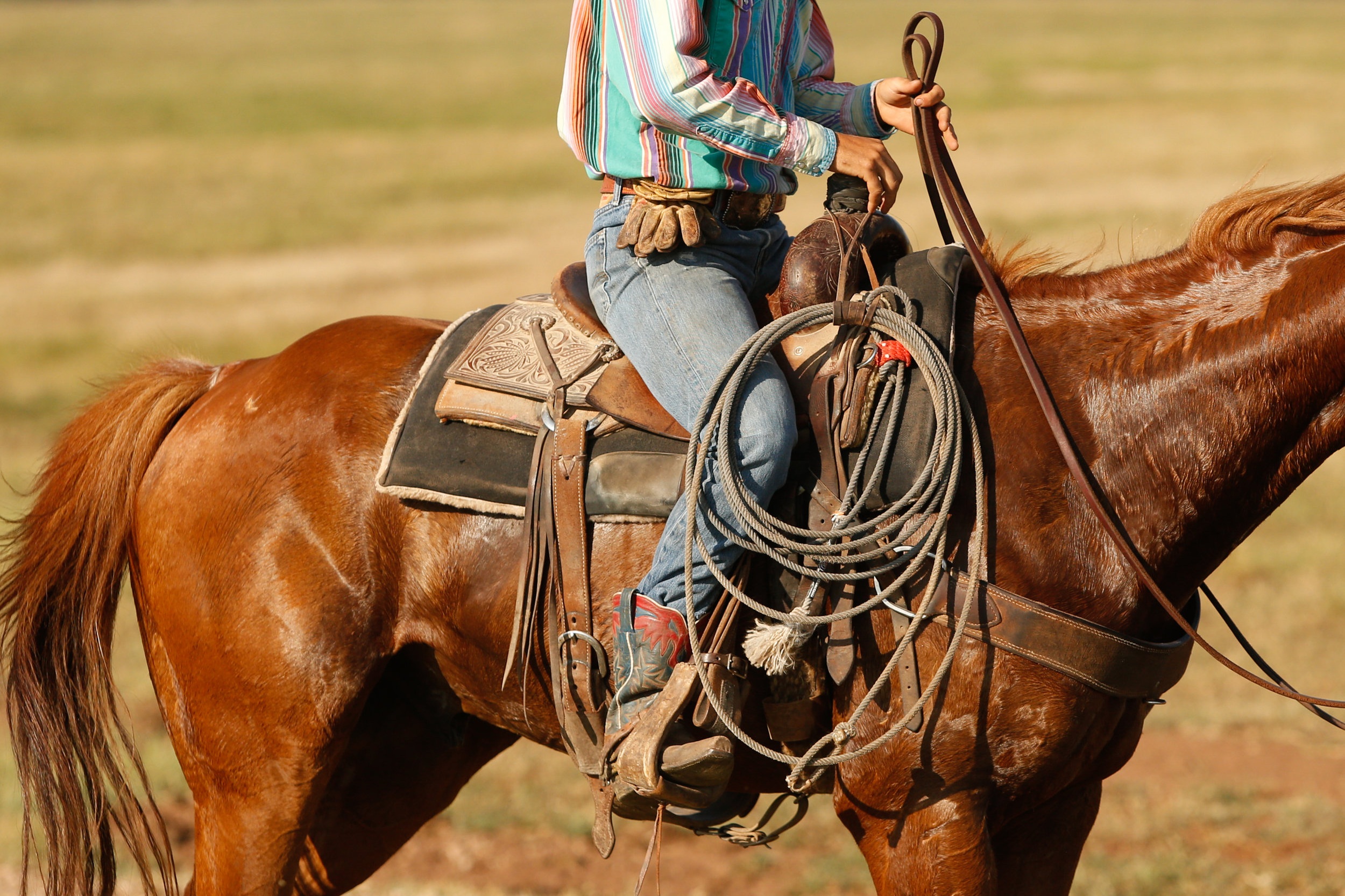 Lane Stierwalt drives cattle in to feed at Stierwalt Ranch in Burbank, Oklahoma.