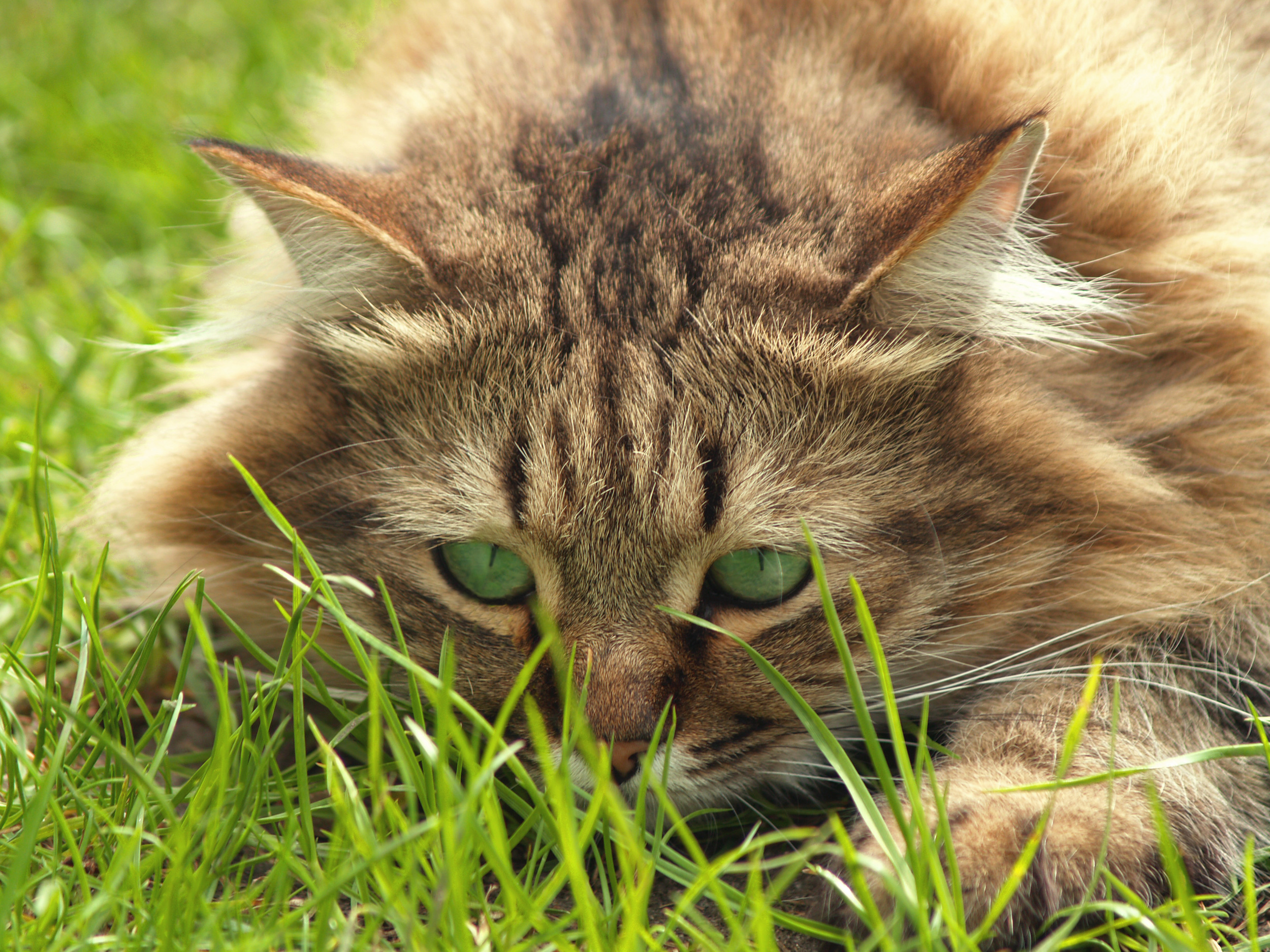 cat-portrait-with-green-eyes-matching-green-background.jpg