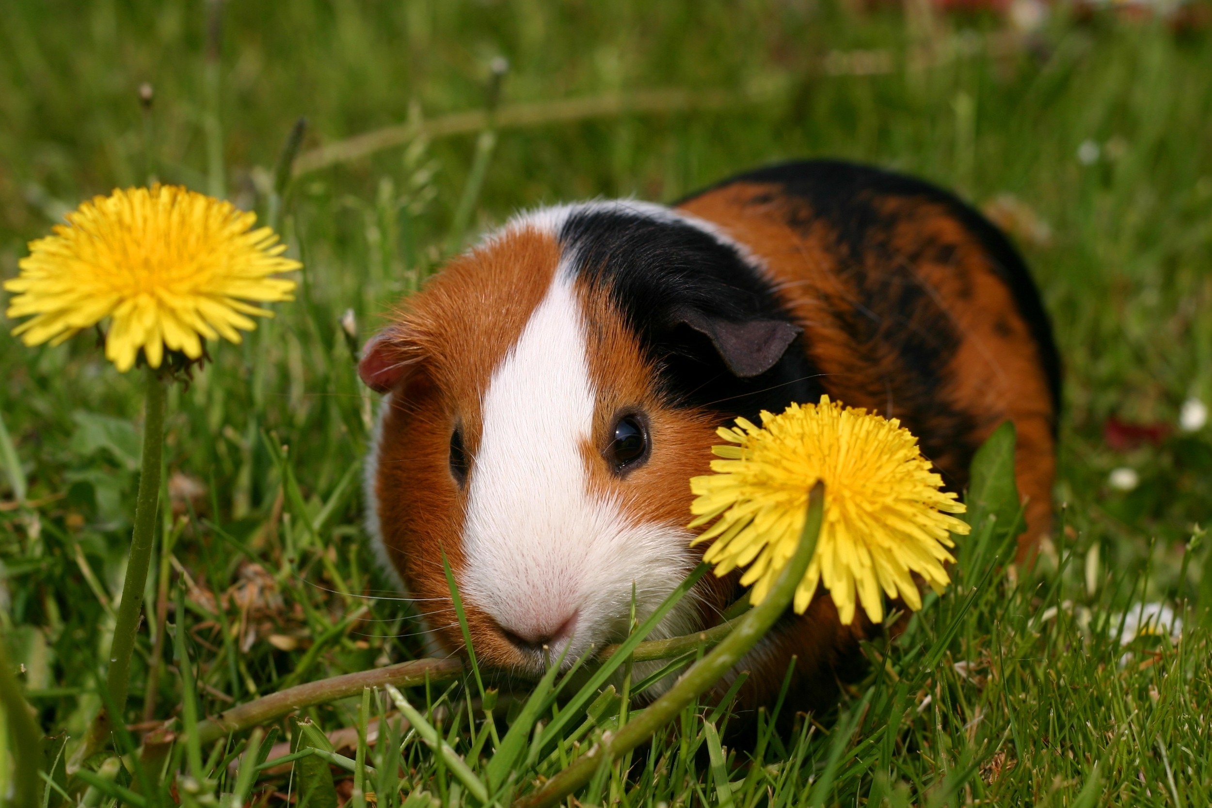 guinea pig 2.jpg