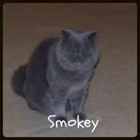 Smokey-200x200.JPG