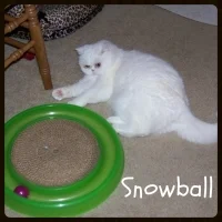 Snowball-200x200.JPG