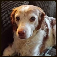 Zoey received such good care!
