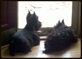  Brock & Sage at the window...