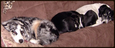  Buddy, Brock & Bailey