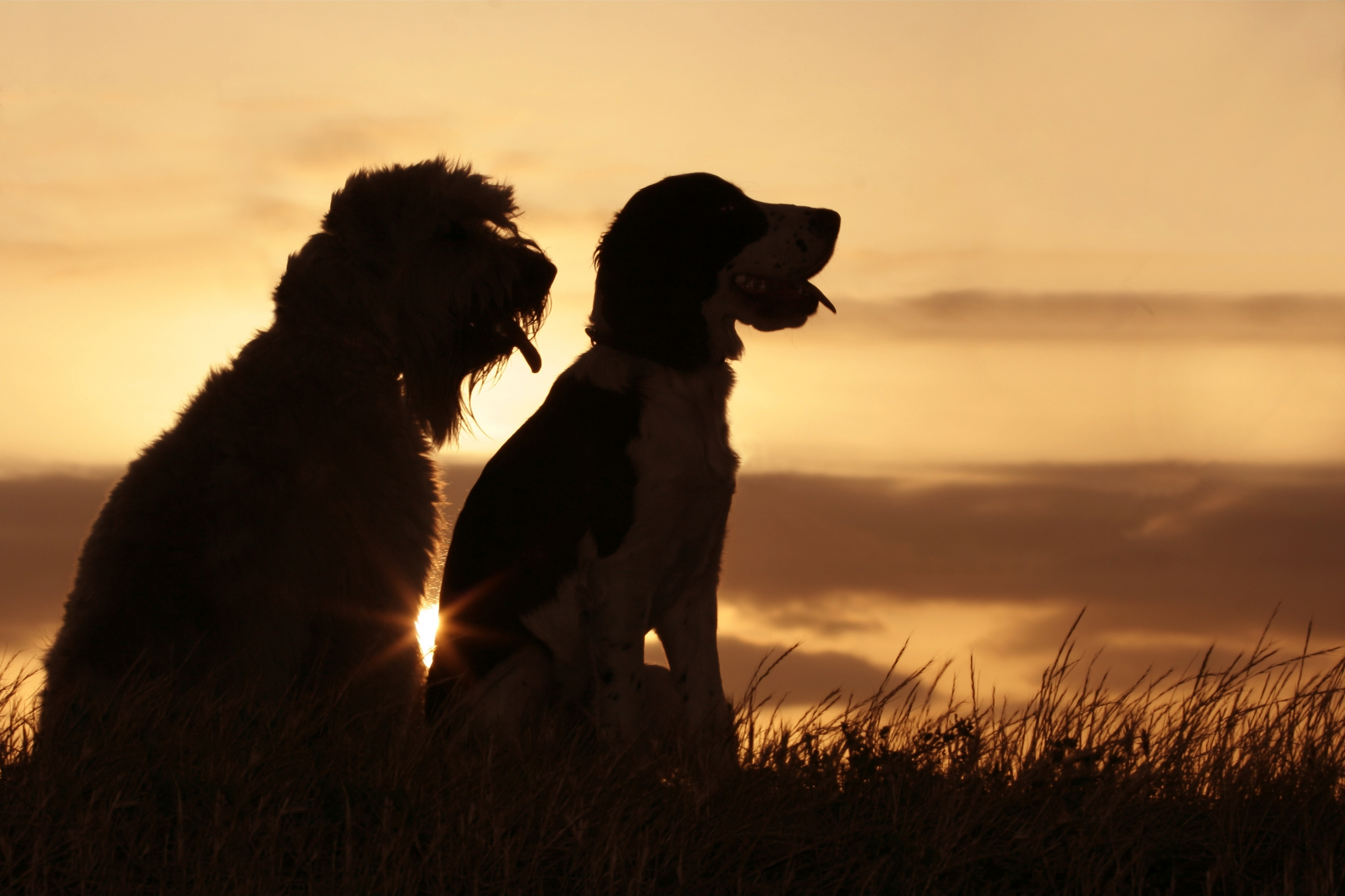 friends at sunset.jpg