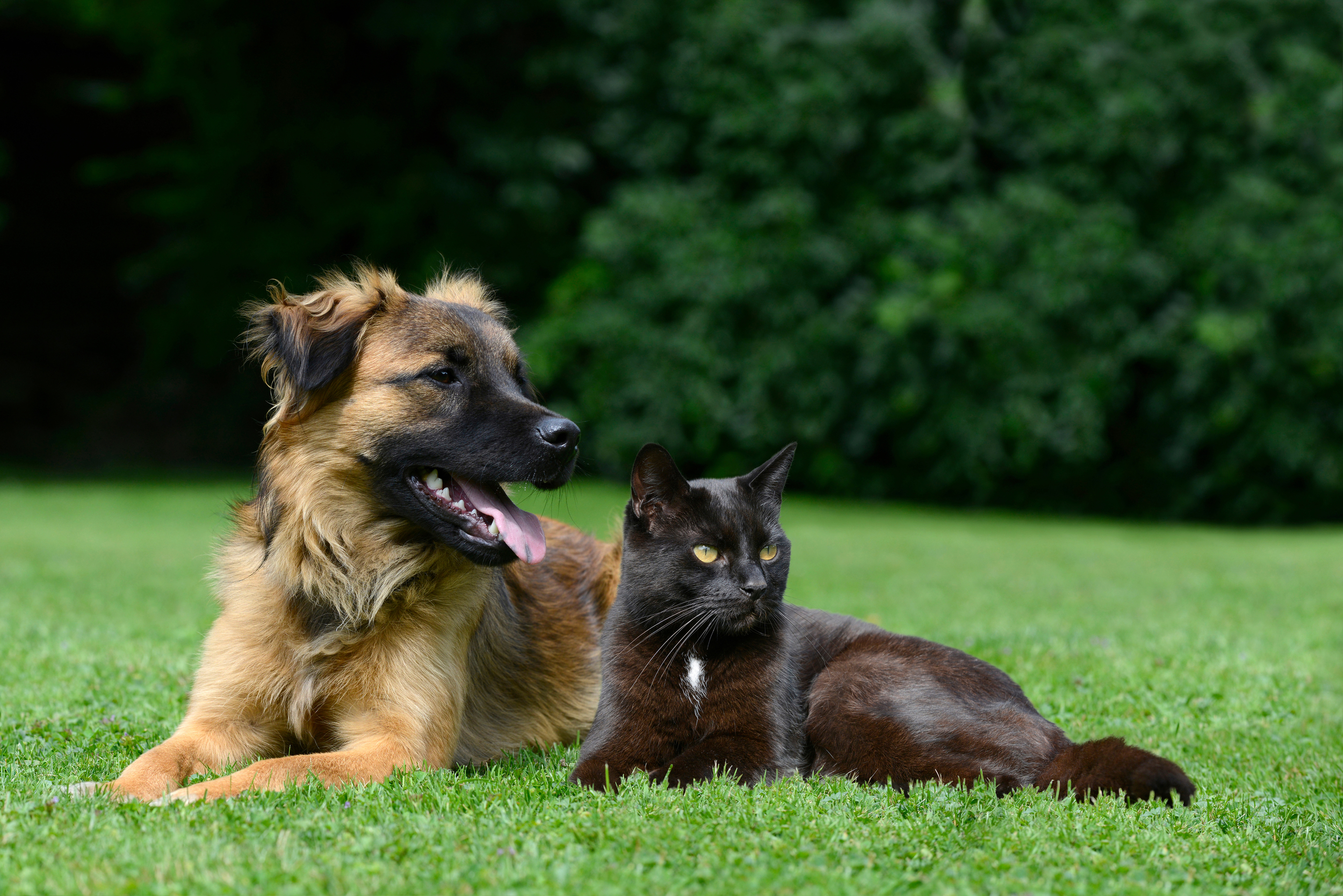 cat and dog.jpg