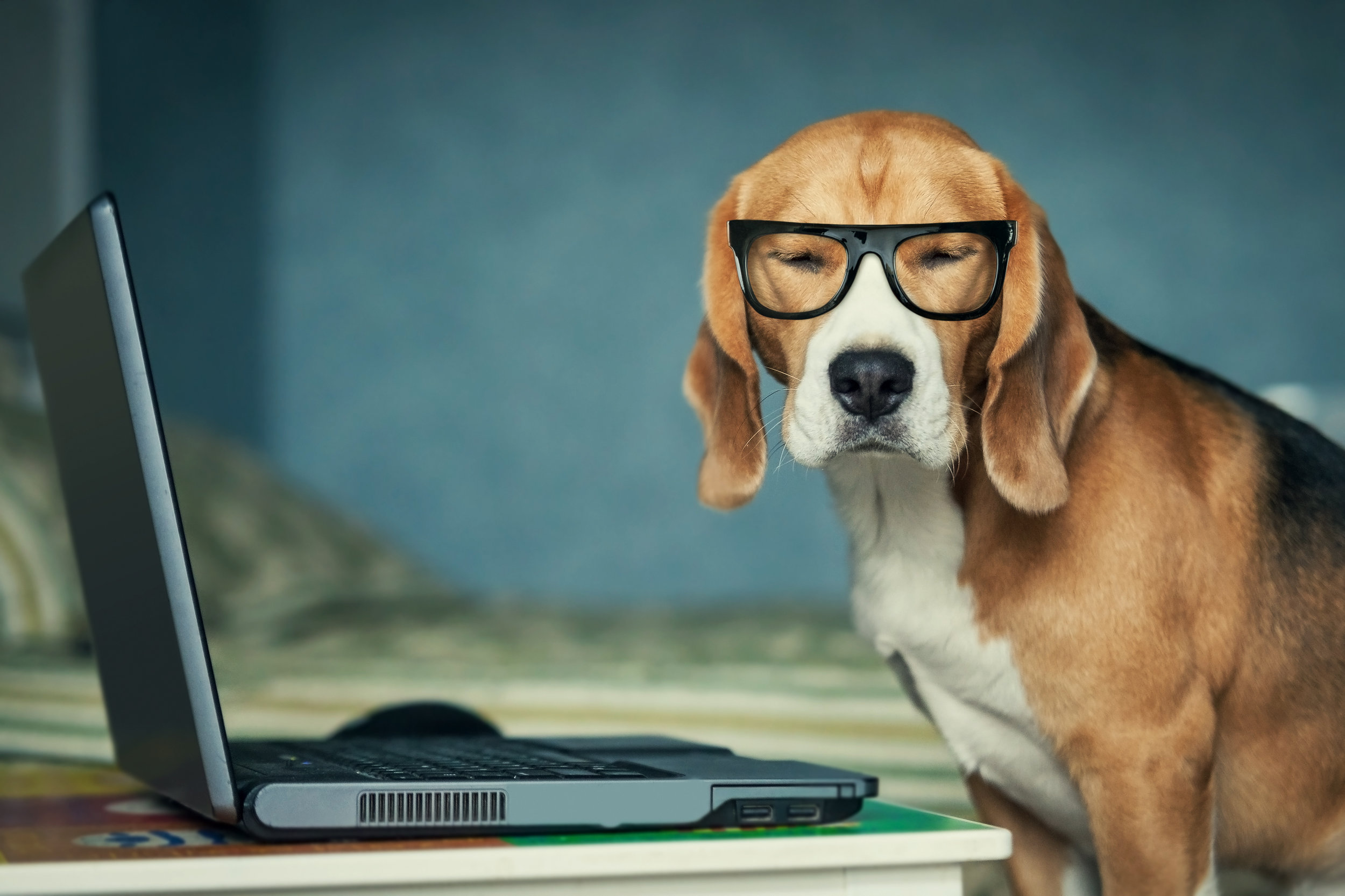 beagle with computer.jpg