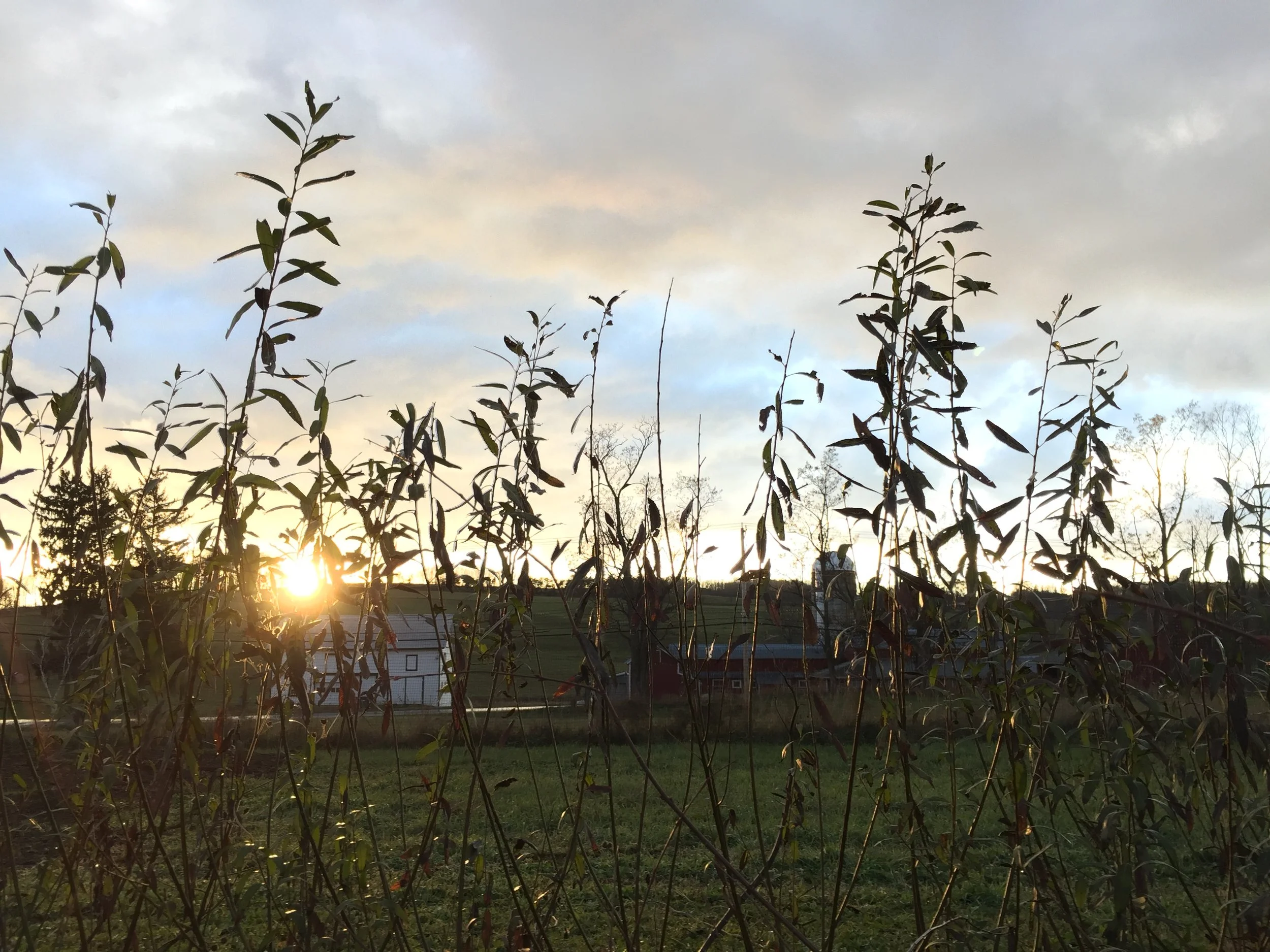 sunset in the willows.jpg