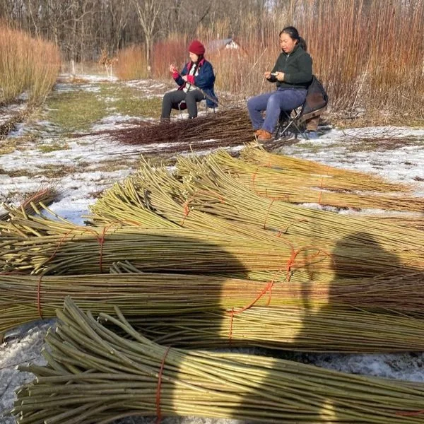 ONLINE - Willow Growing for Fun and Function