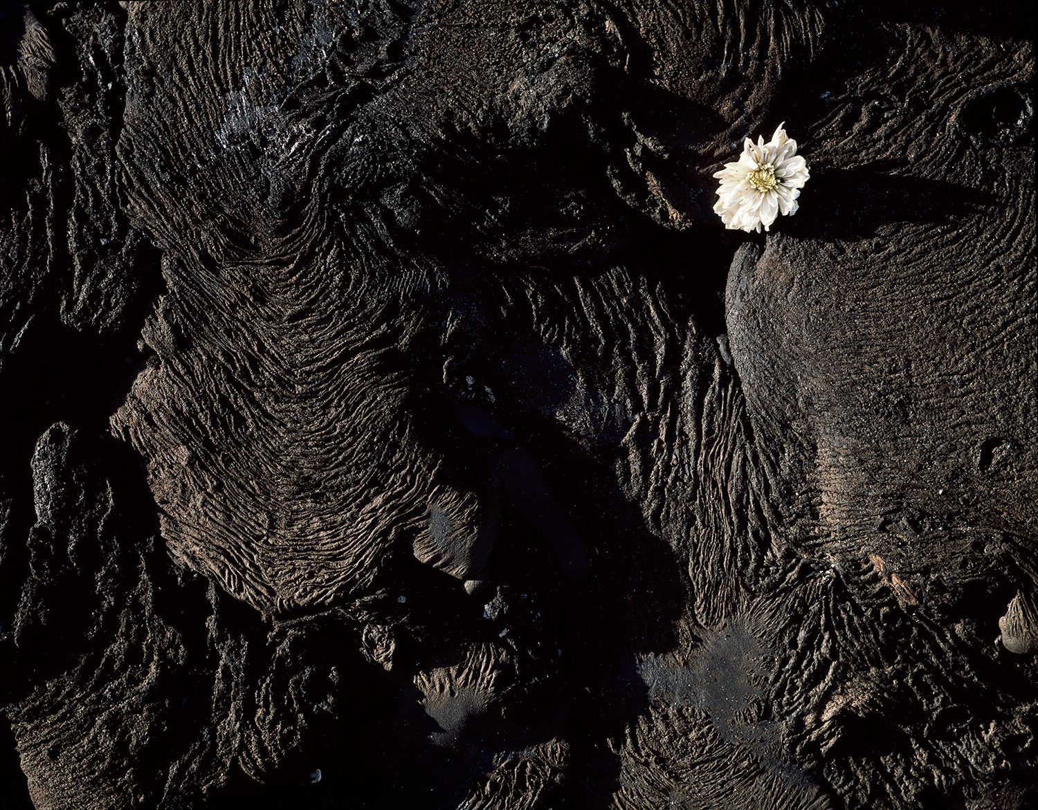 Washed ashore flower, Dead Horse Bay, New York, 2017