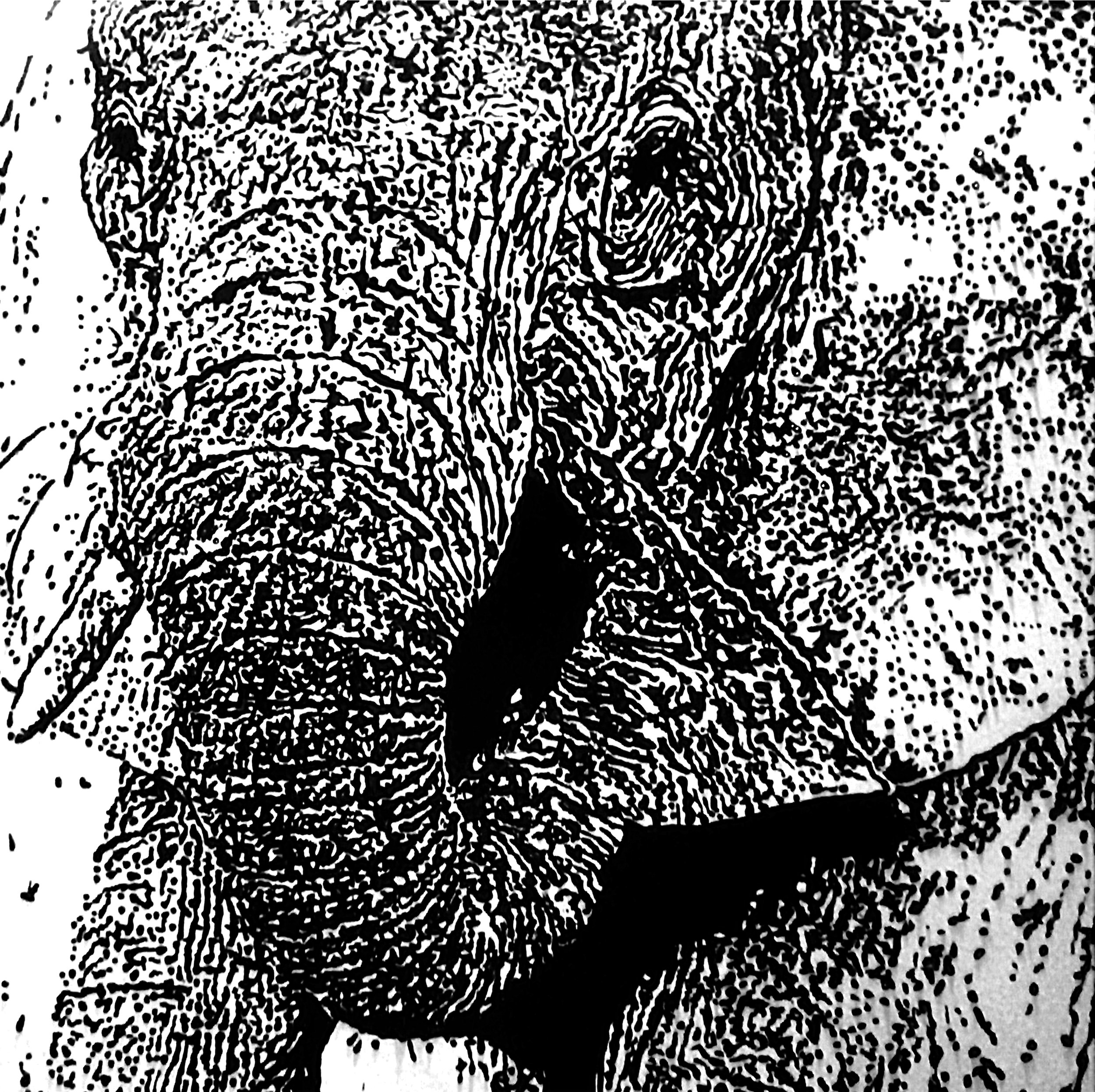 Elephant In The Room BW 2 copy.jpg