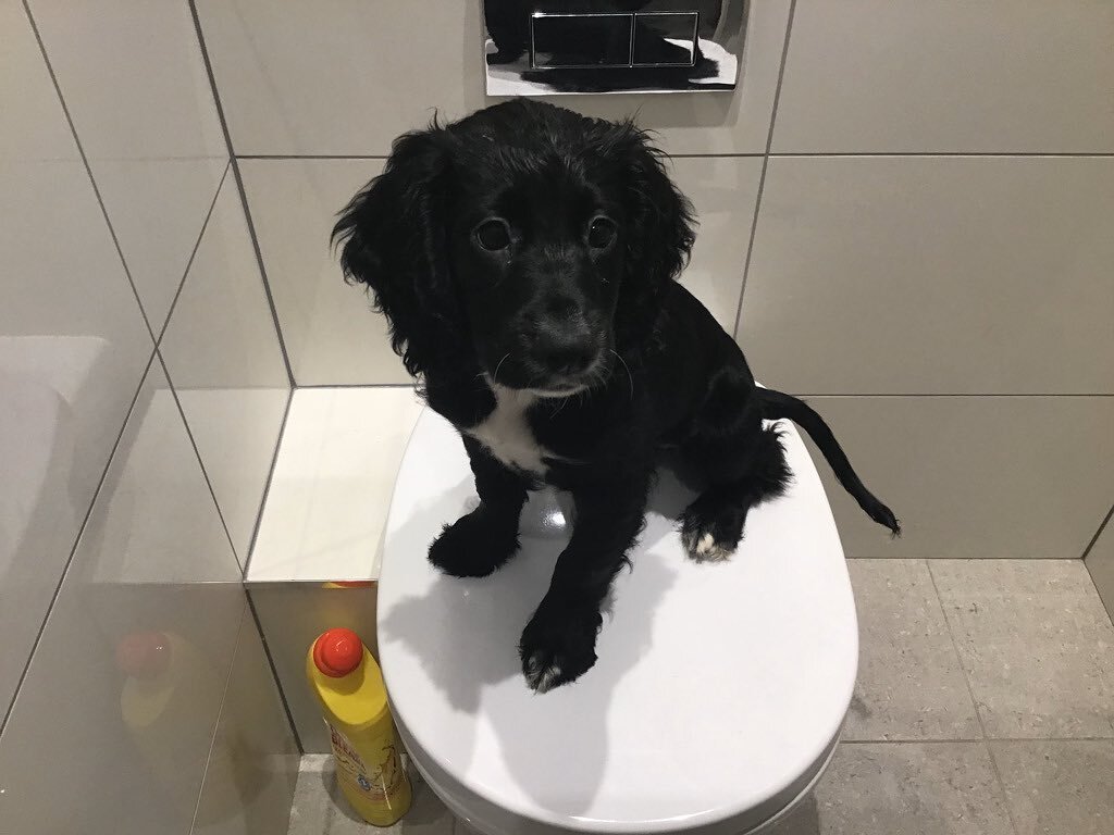 &ldquo;Dad would you mind if I sat here whilst you shower&rdquo; we should of called her shadow 😂
#dogsofinstagram #dog #spaniel #mansbestfriend #cheeky #workingdog #shower #bathroom #home #sunday