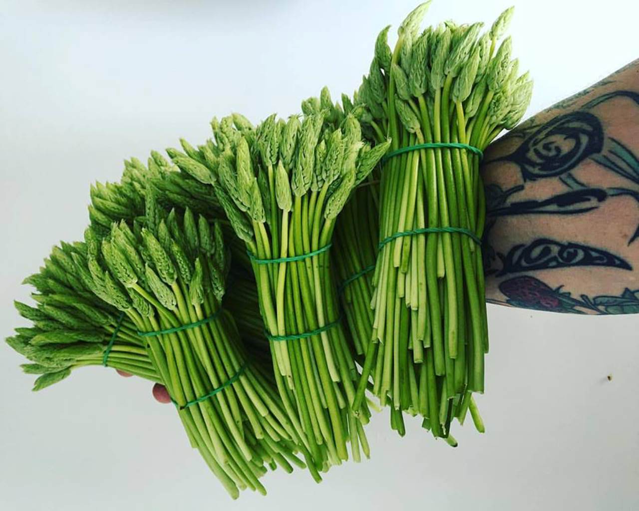 Robert Borden: Wild Asparagus
