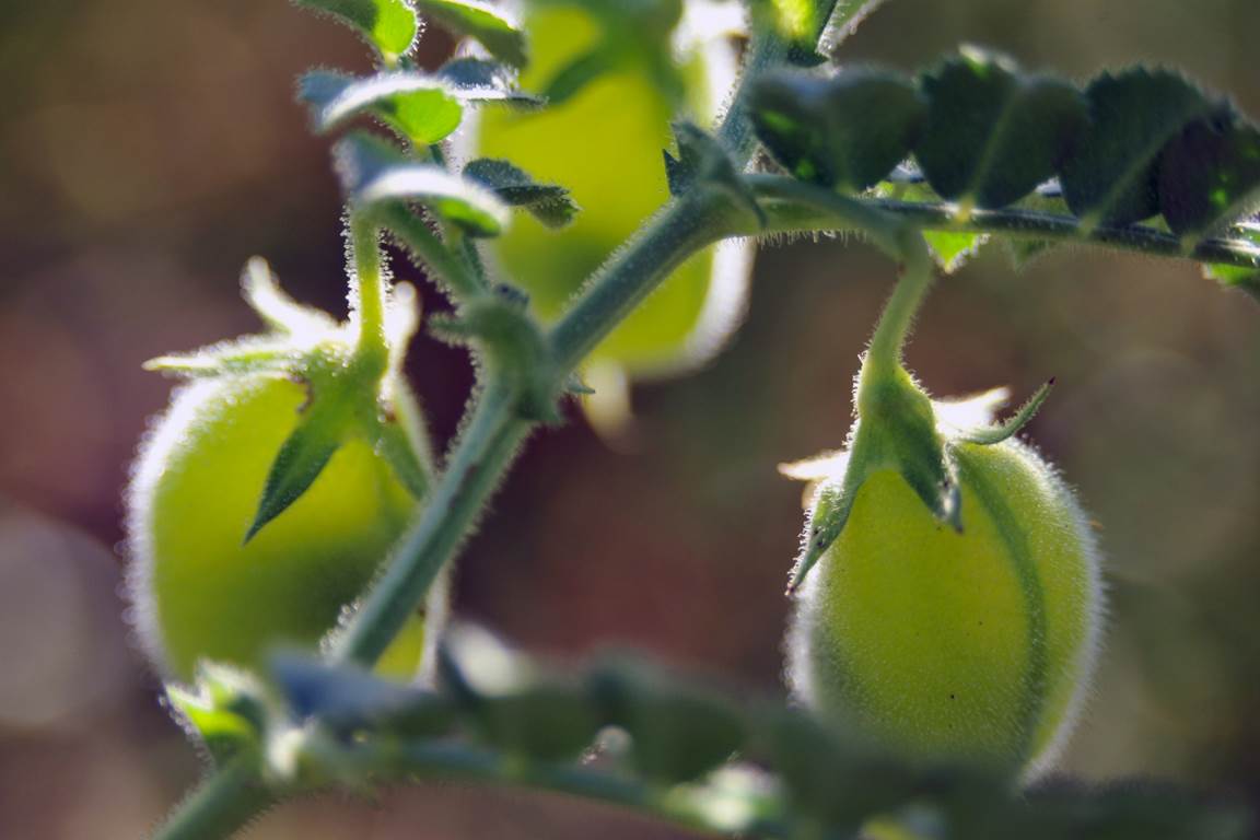 Green Chickpeas