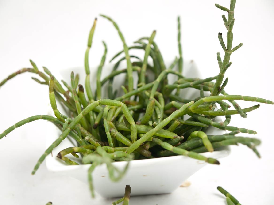 Wild Sea Beans