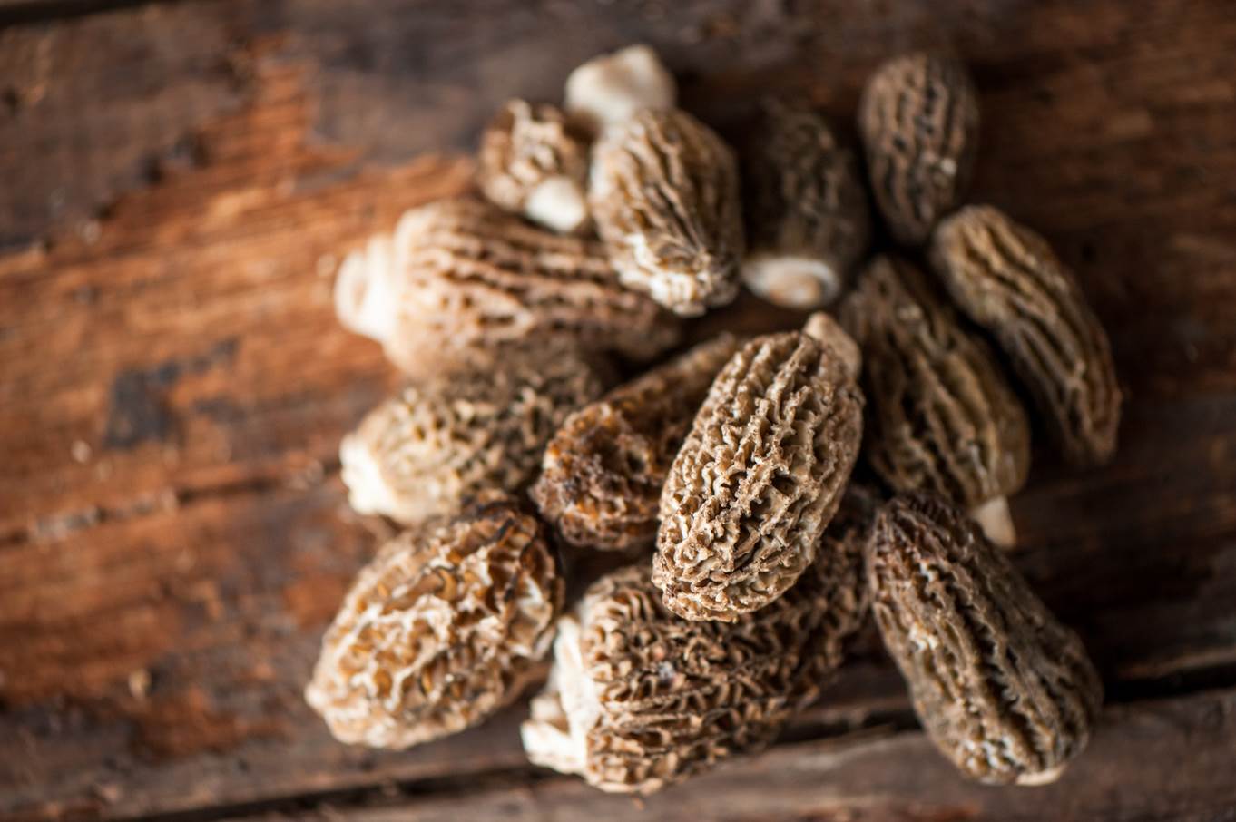 Wild Morels