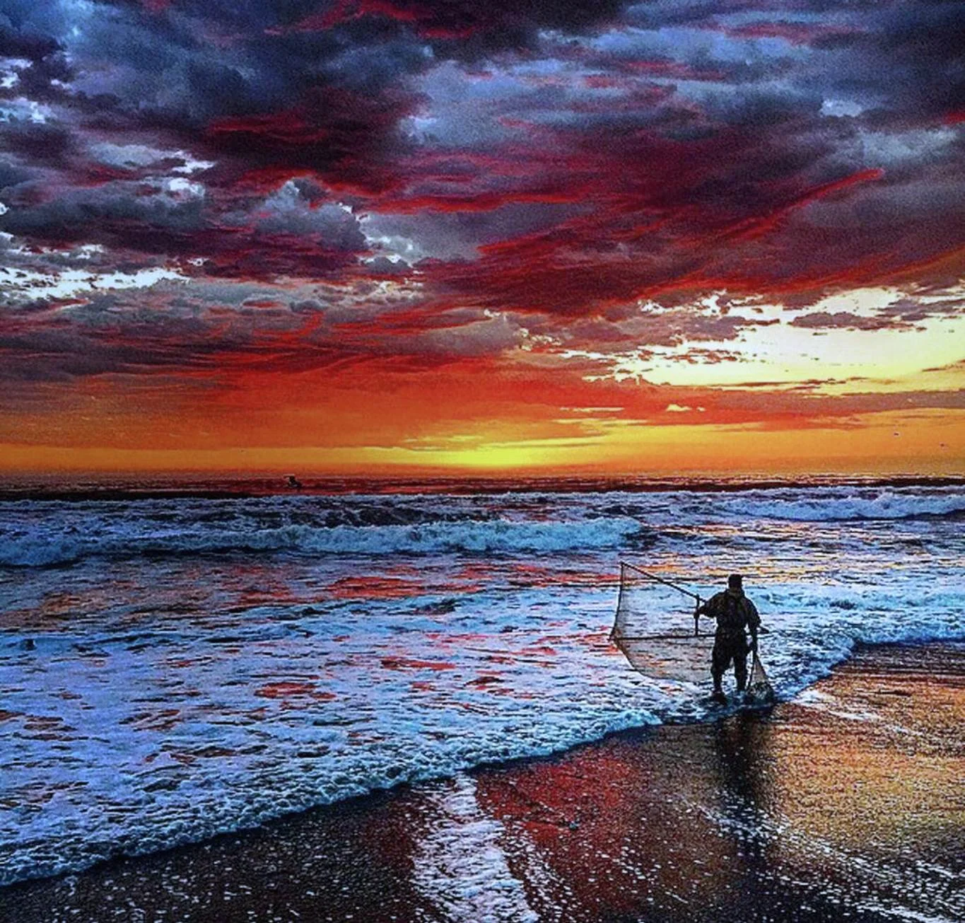 Northern California Night Smelt