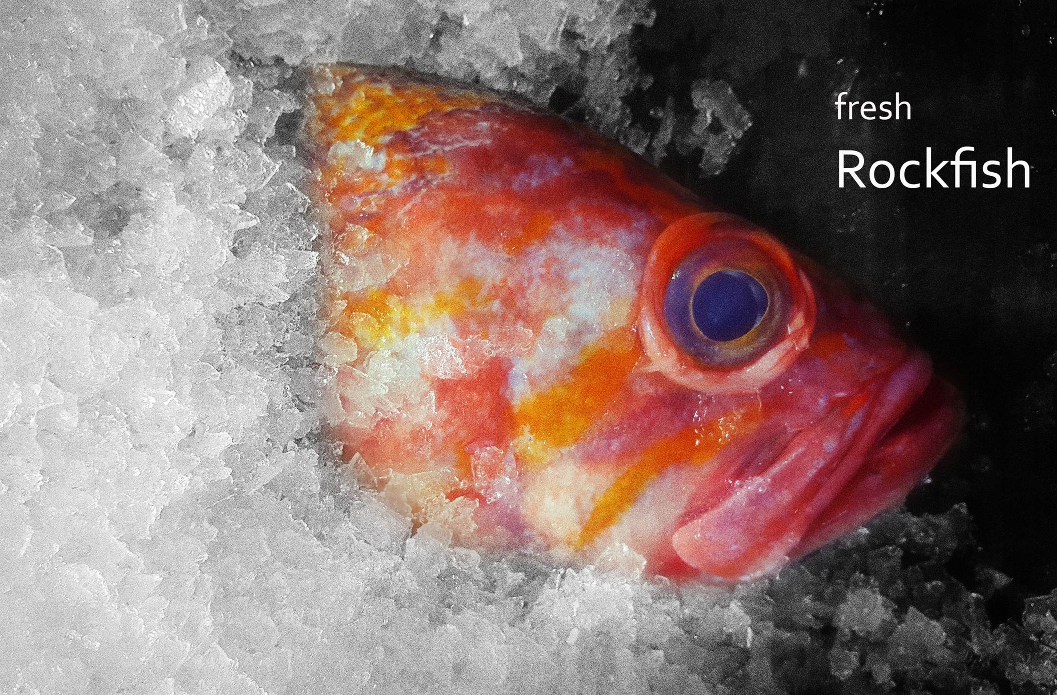 Rockfish