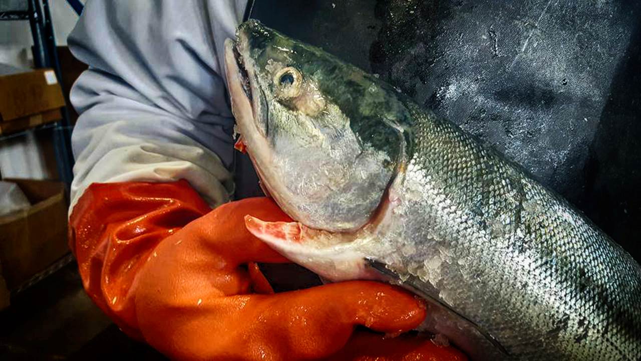 Columbia River Sockeye Salmon