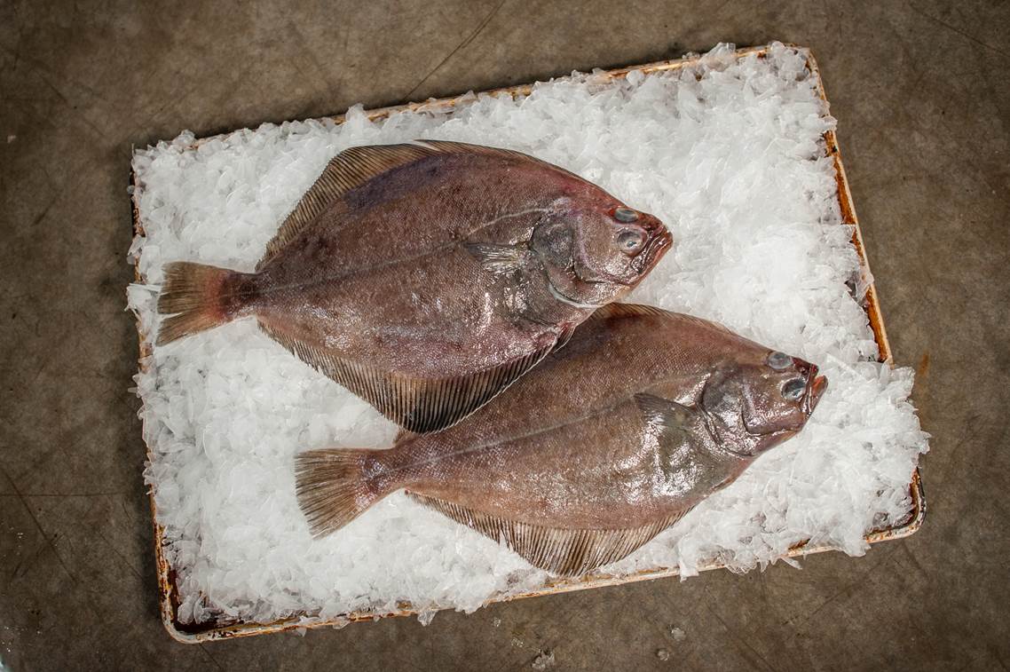 Petrale Sole