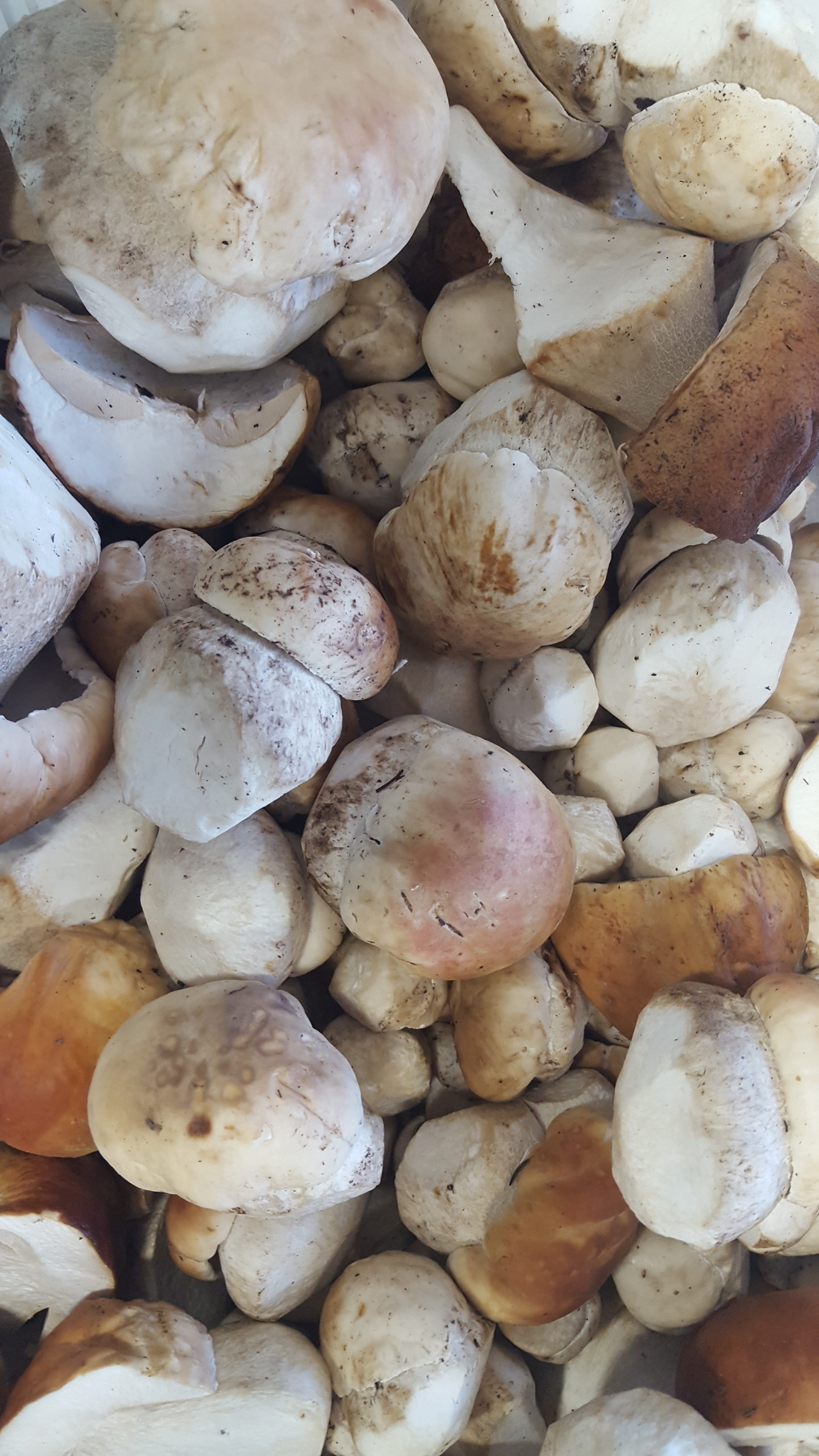 Summer Porcinis <br/> foraged on Mount Adams