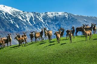 Mountain River Farms Venison <br/> New Zealand