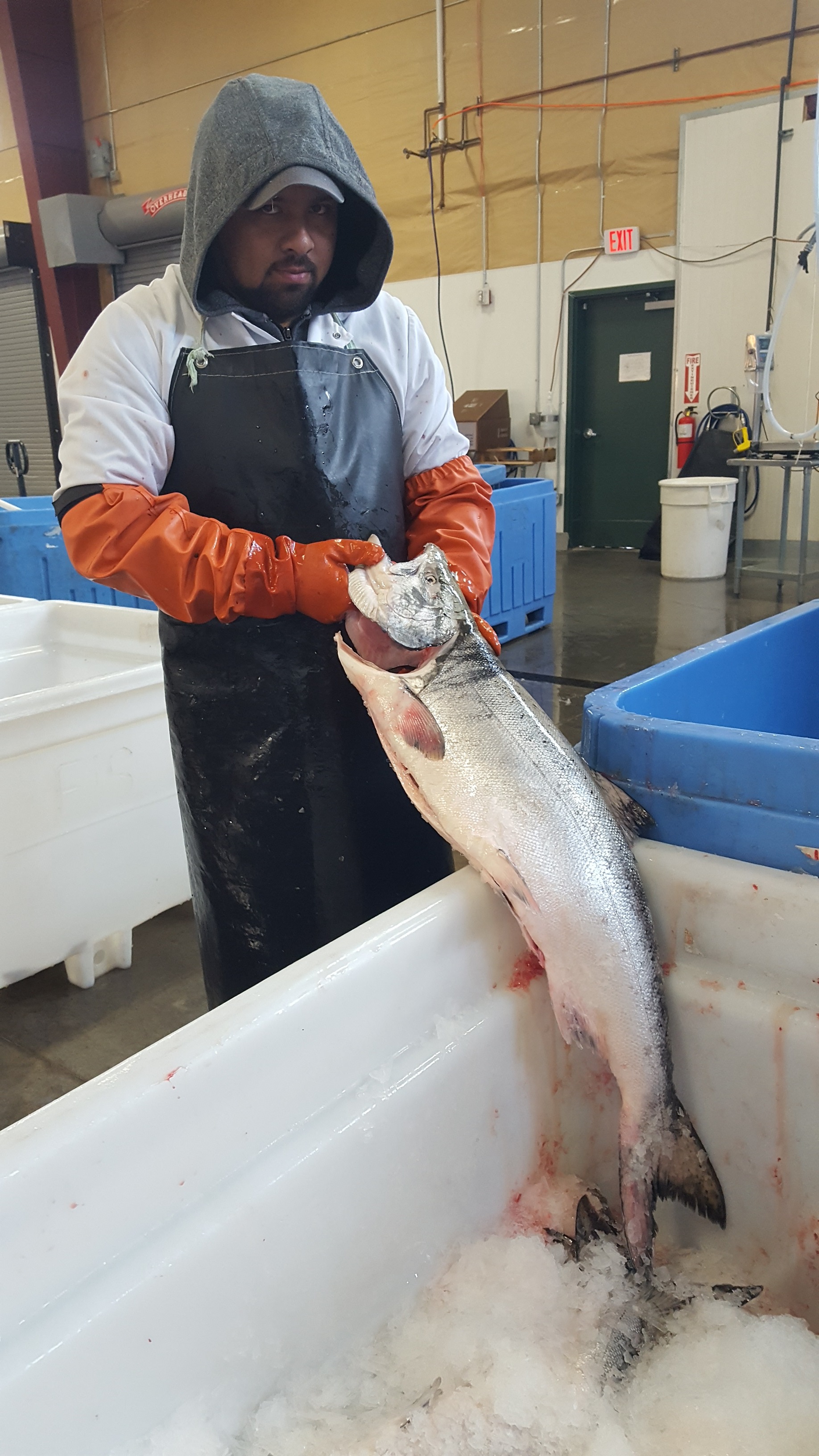 Columbia River King Salmon
