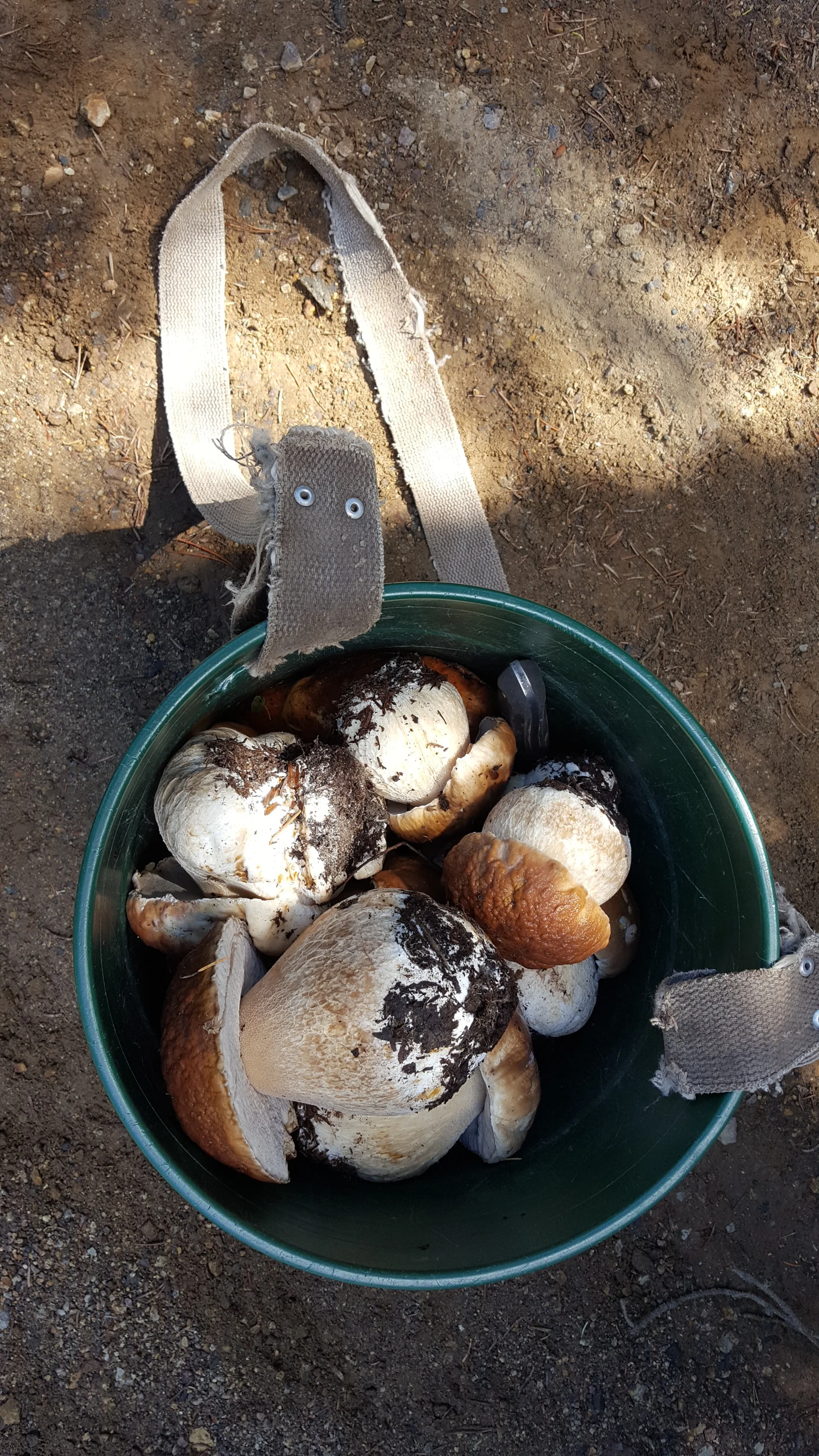 Porcini from Trout Lake