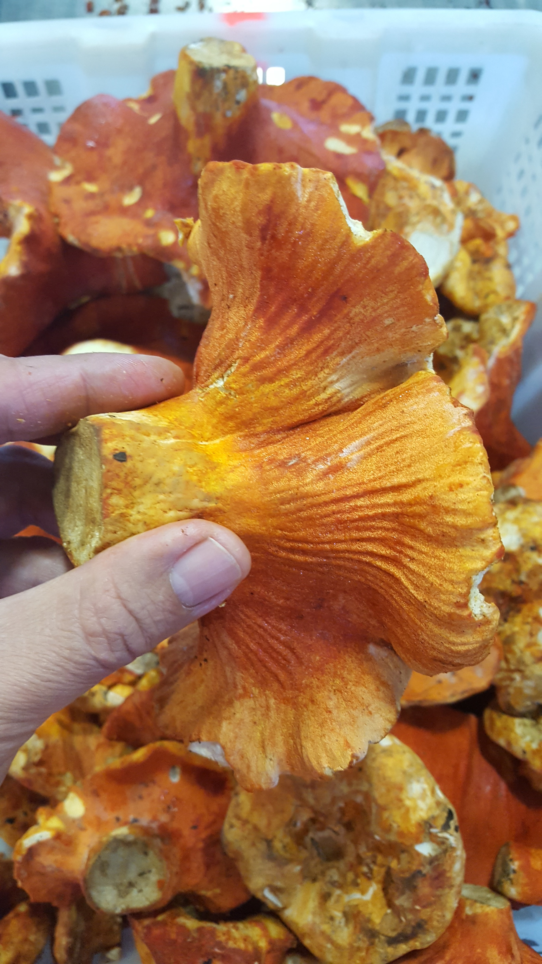 Beautiful lobster mushrooms