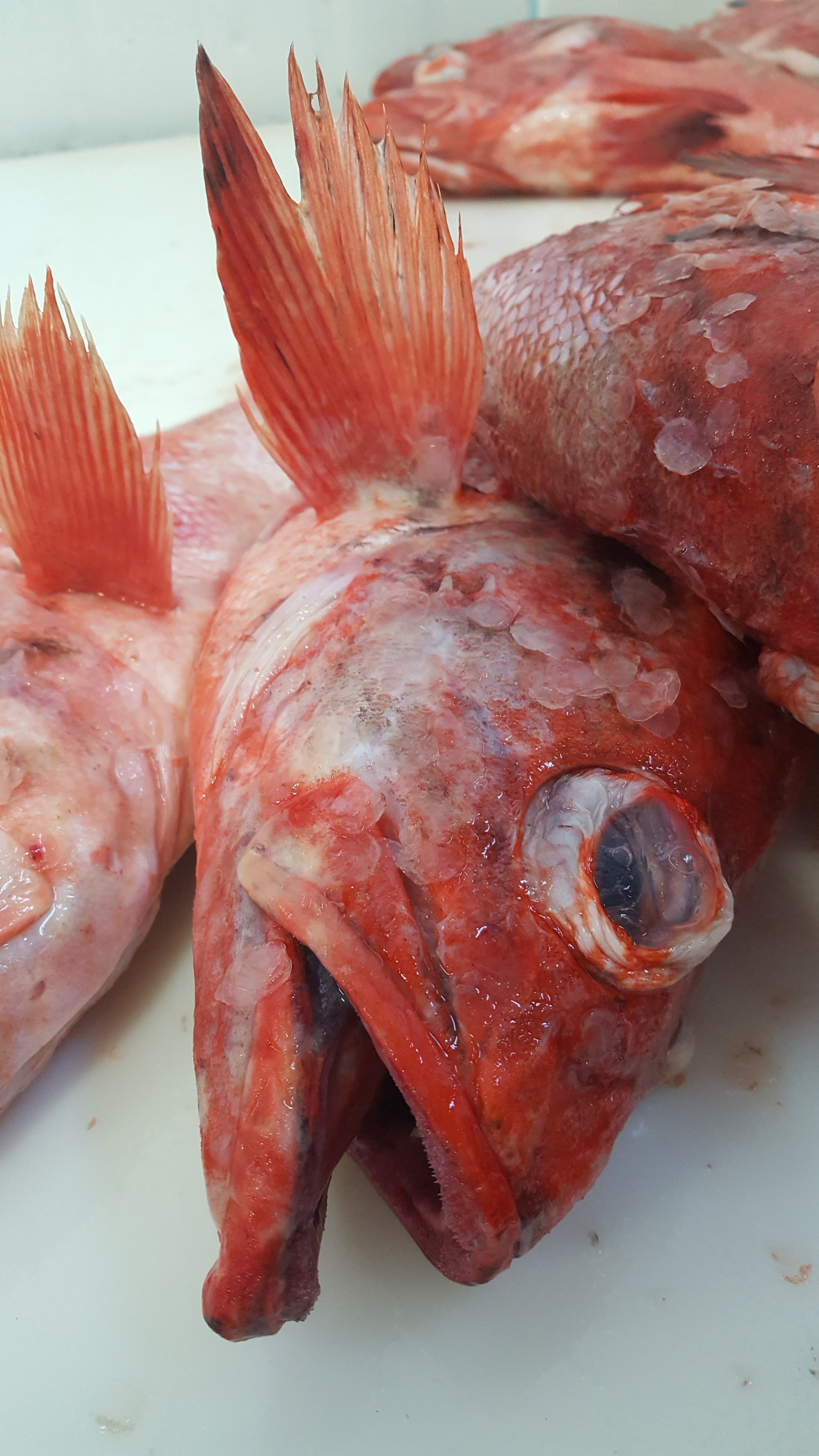 500 pounds of red rockfish
